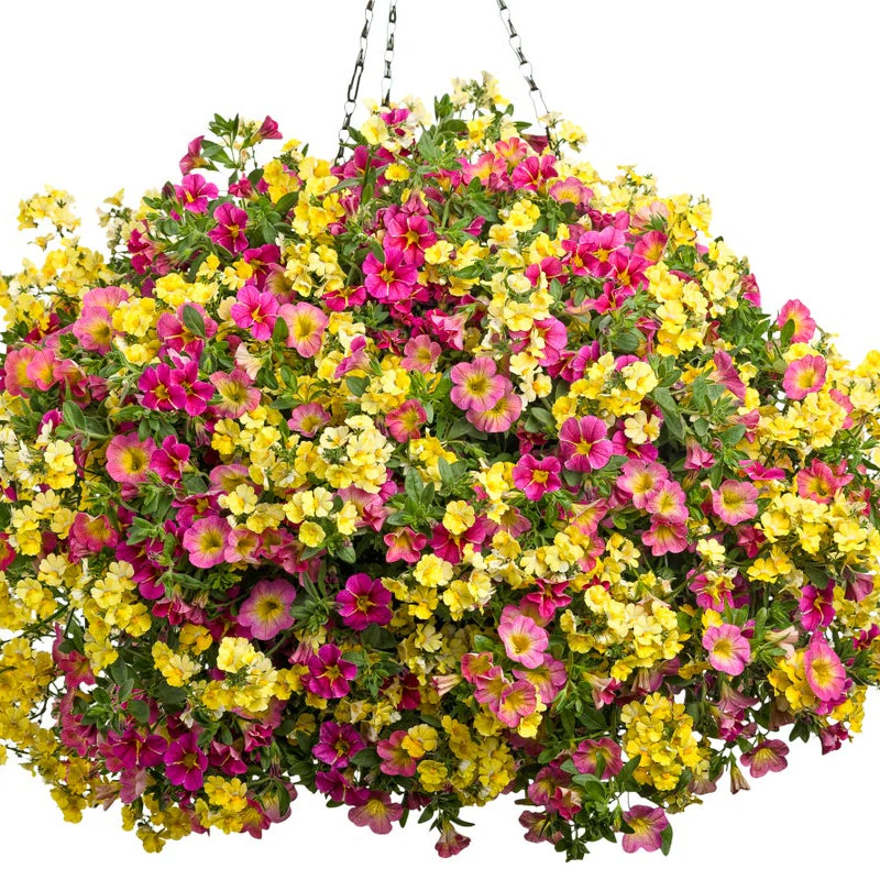 Superbells® Honeyberry™ Calibrachoa - Image 8