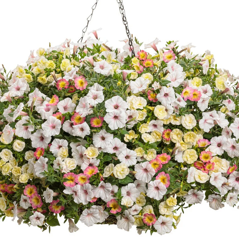 Superbells® Honeyberry™ Calibrachoa - Image 9