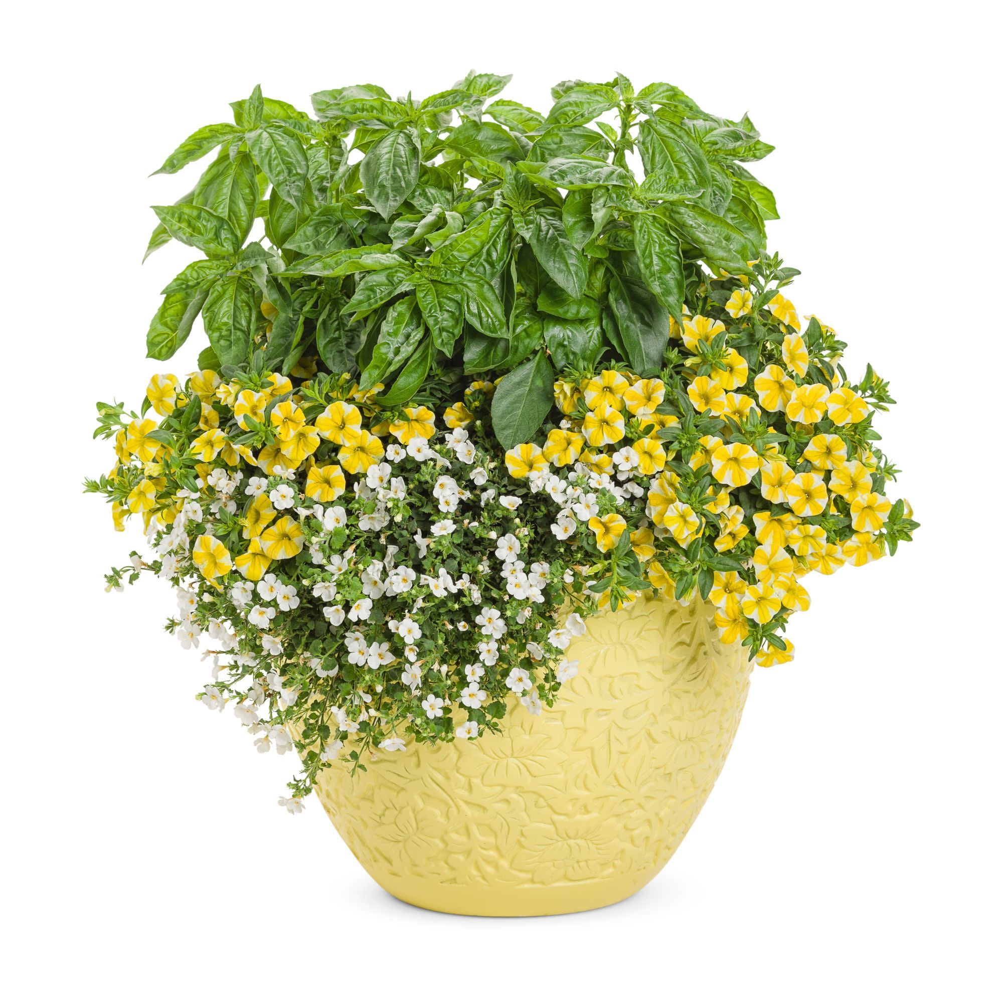 Superbells® Lemon Slice® Calibrachoa - Image 12