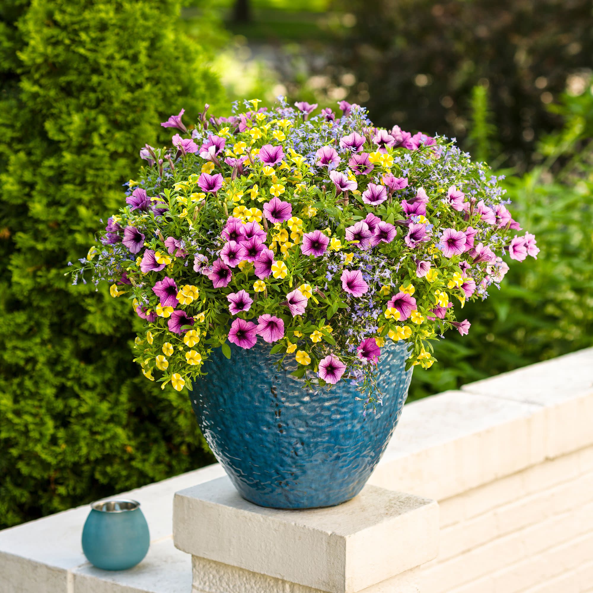Superbells® Lemon Slice® Calibrachoa - Image 7