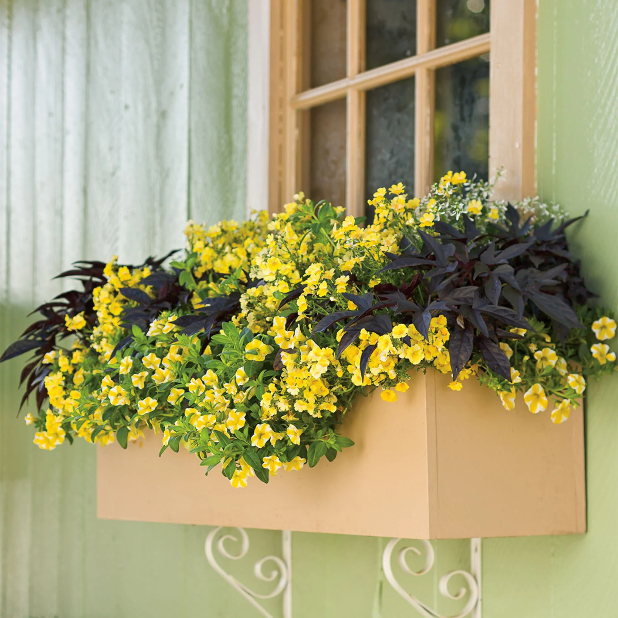 Superbells® Lemon Slice® Calibrachoa - Image 8