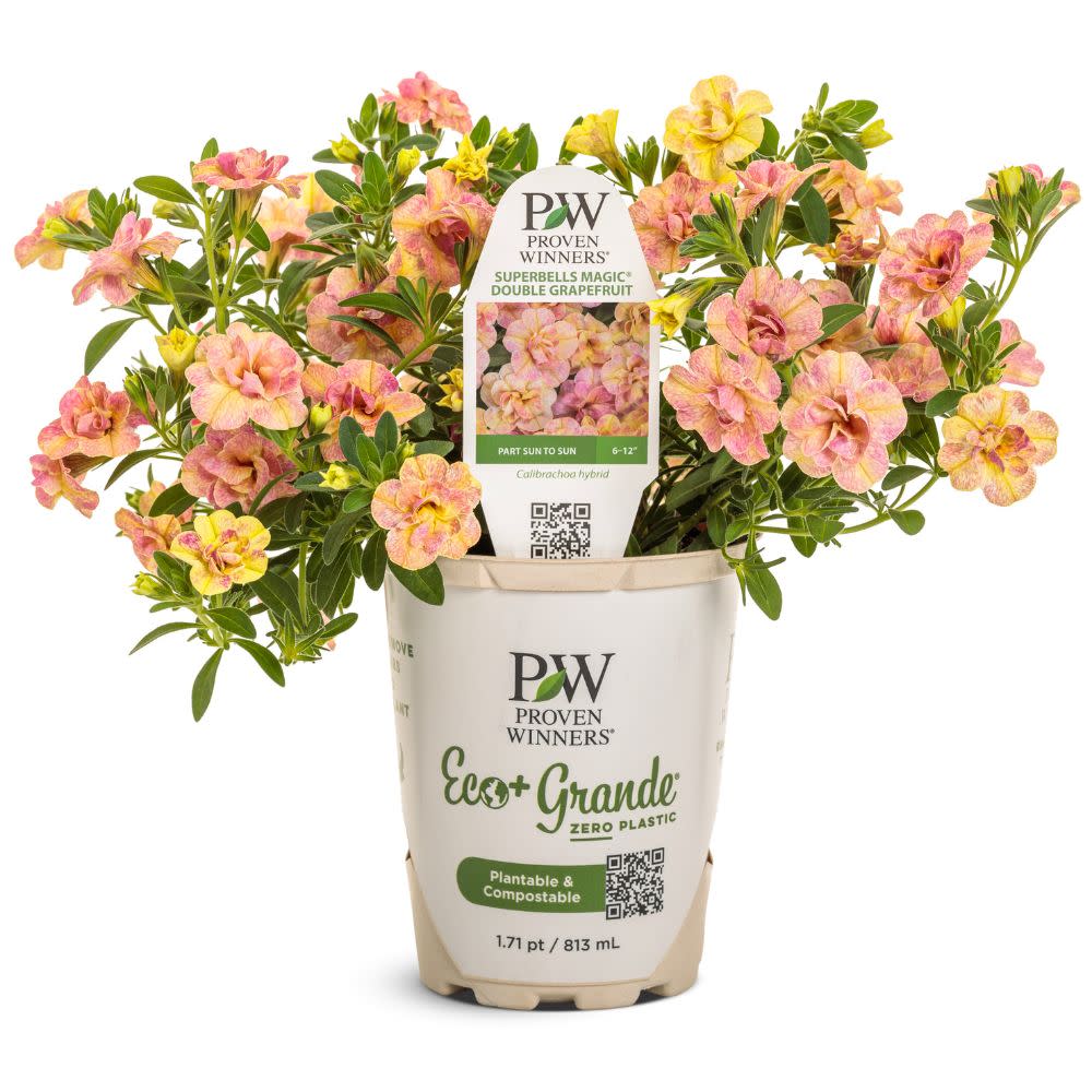 Superbells Magic® Double Grapefruit Calibrachoa | Proven Winners® New Variety 2026 - Image 2