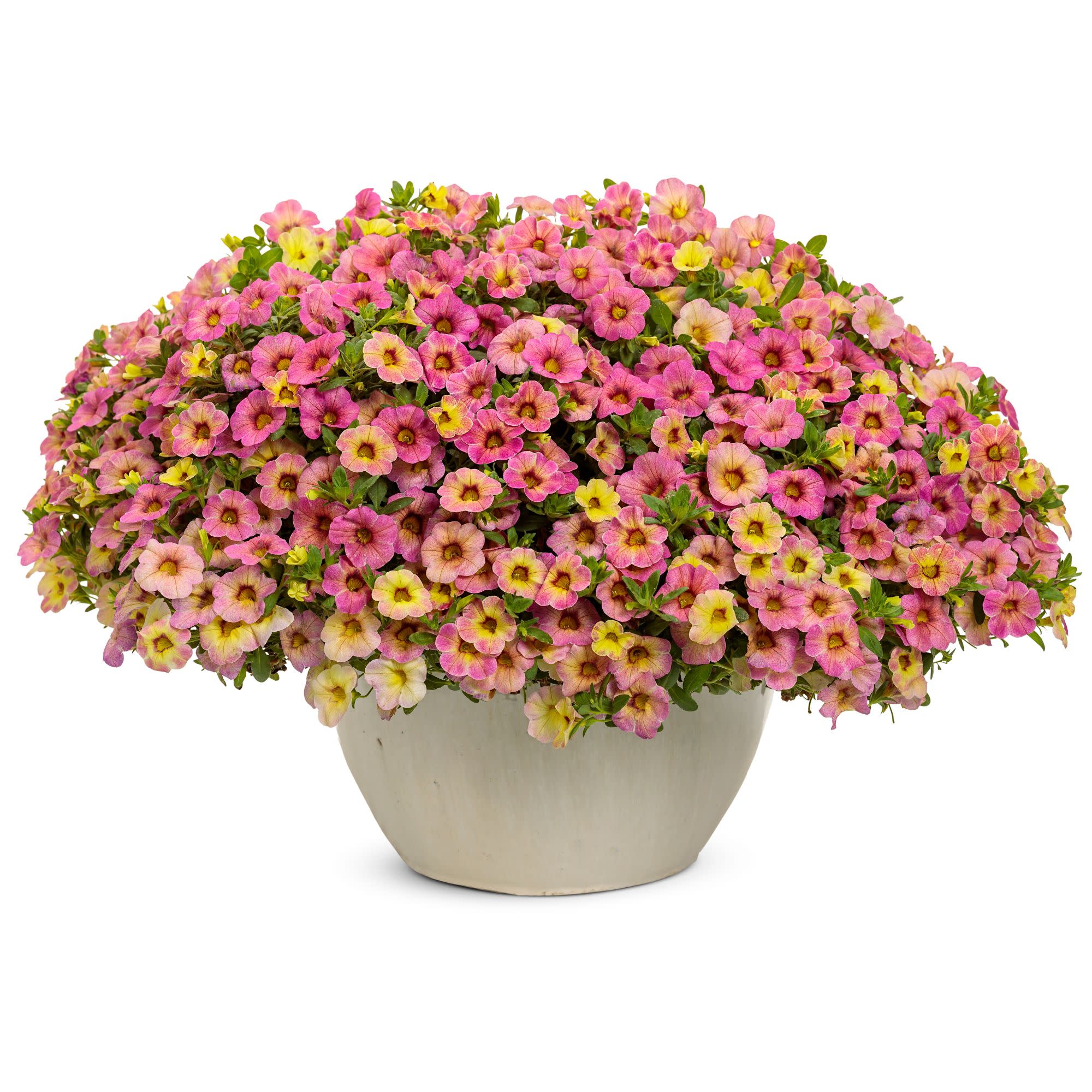 Superbells Magic® Pink Lemonade Calibrachoa - Image 4
