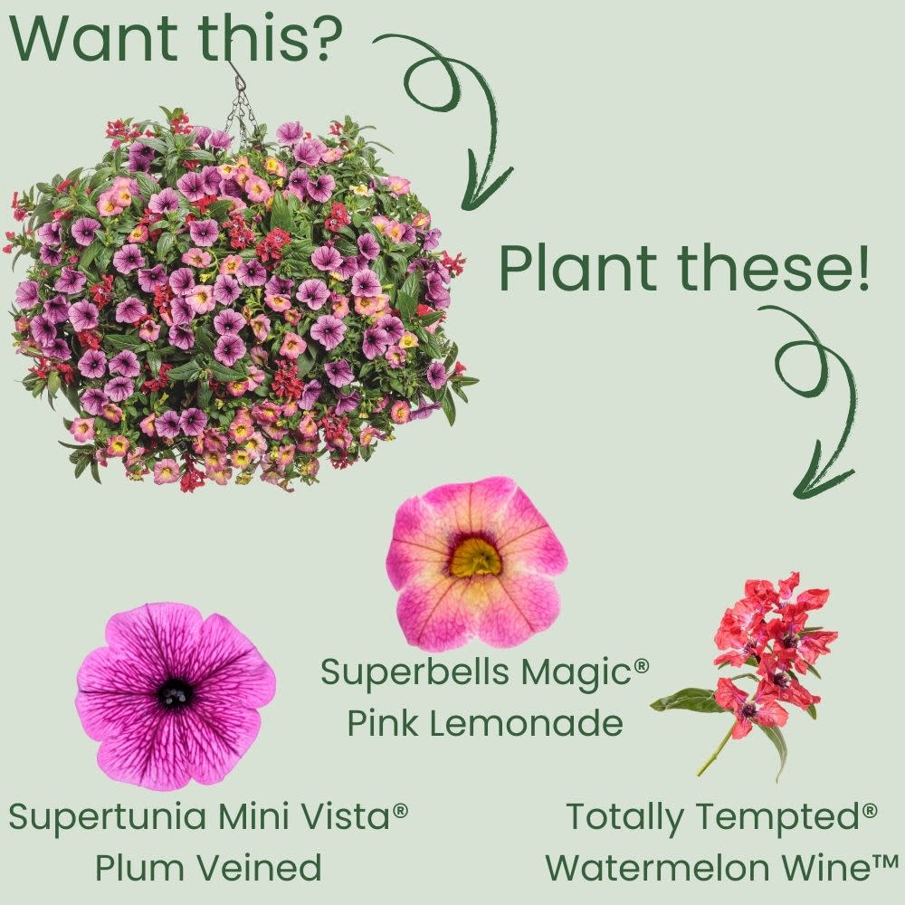 Superbells Magic® Pink Lemonade Calibrachoa - Image 5