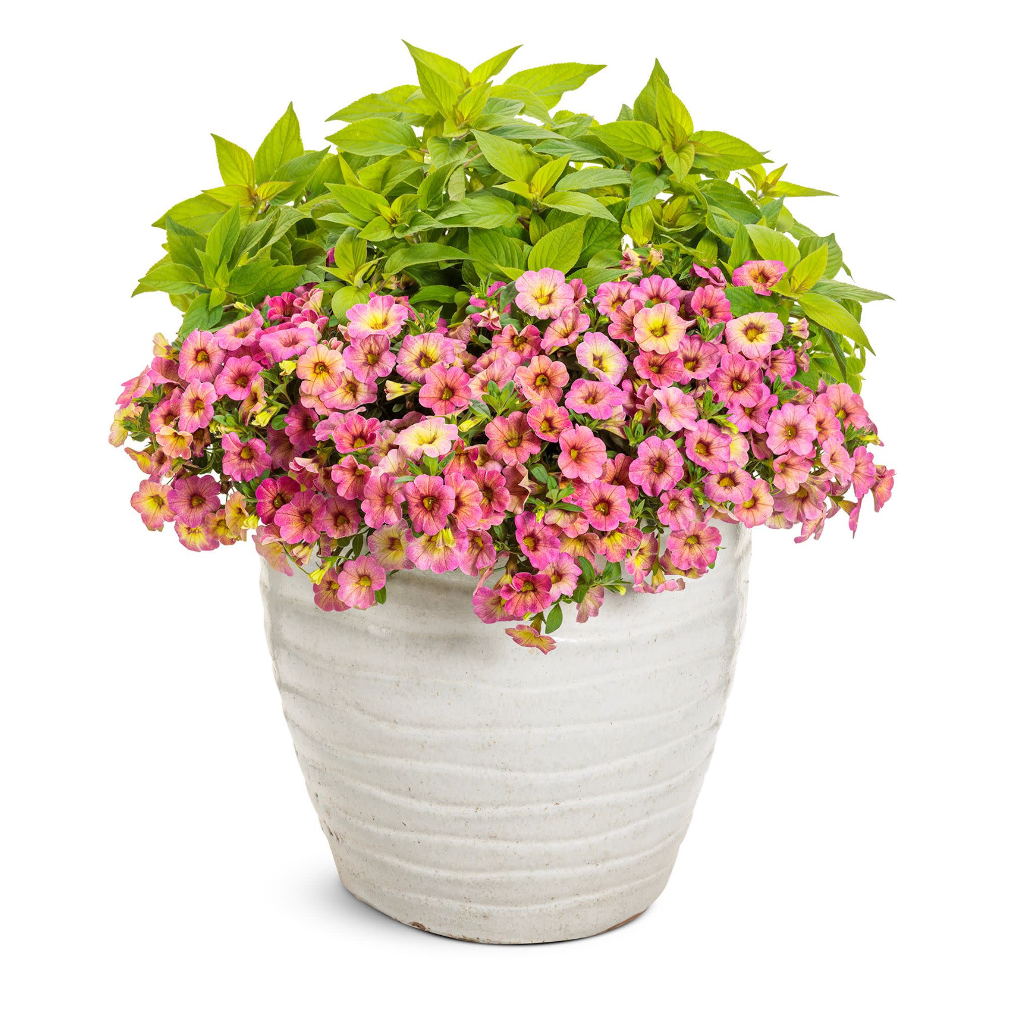 Superbells Magic® Pink Lemonade Calibrachoa - Image 6