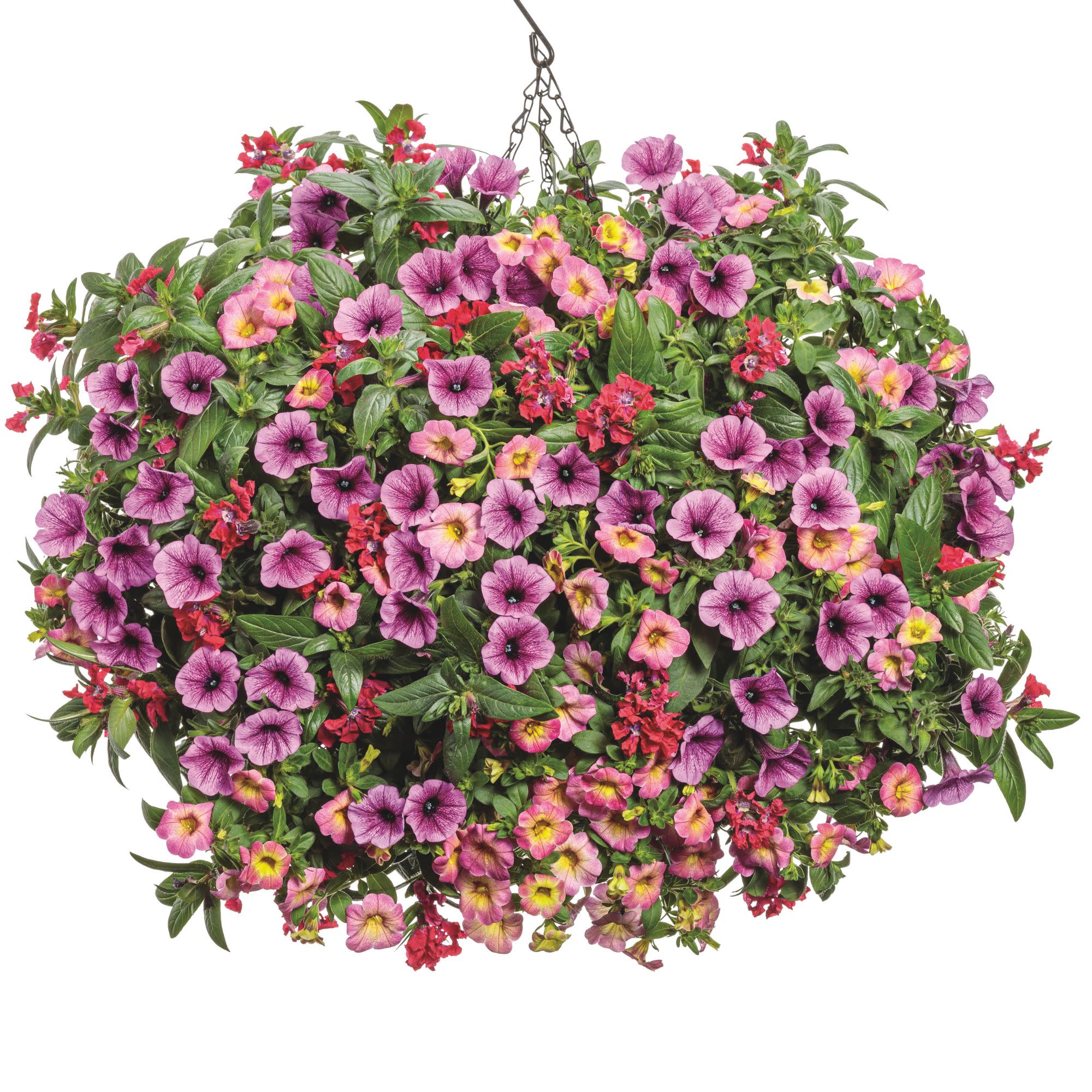 Superbells Magic® Pink Lemonade Calibrachoa - Image 7