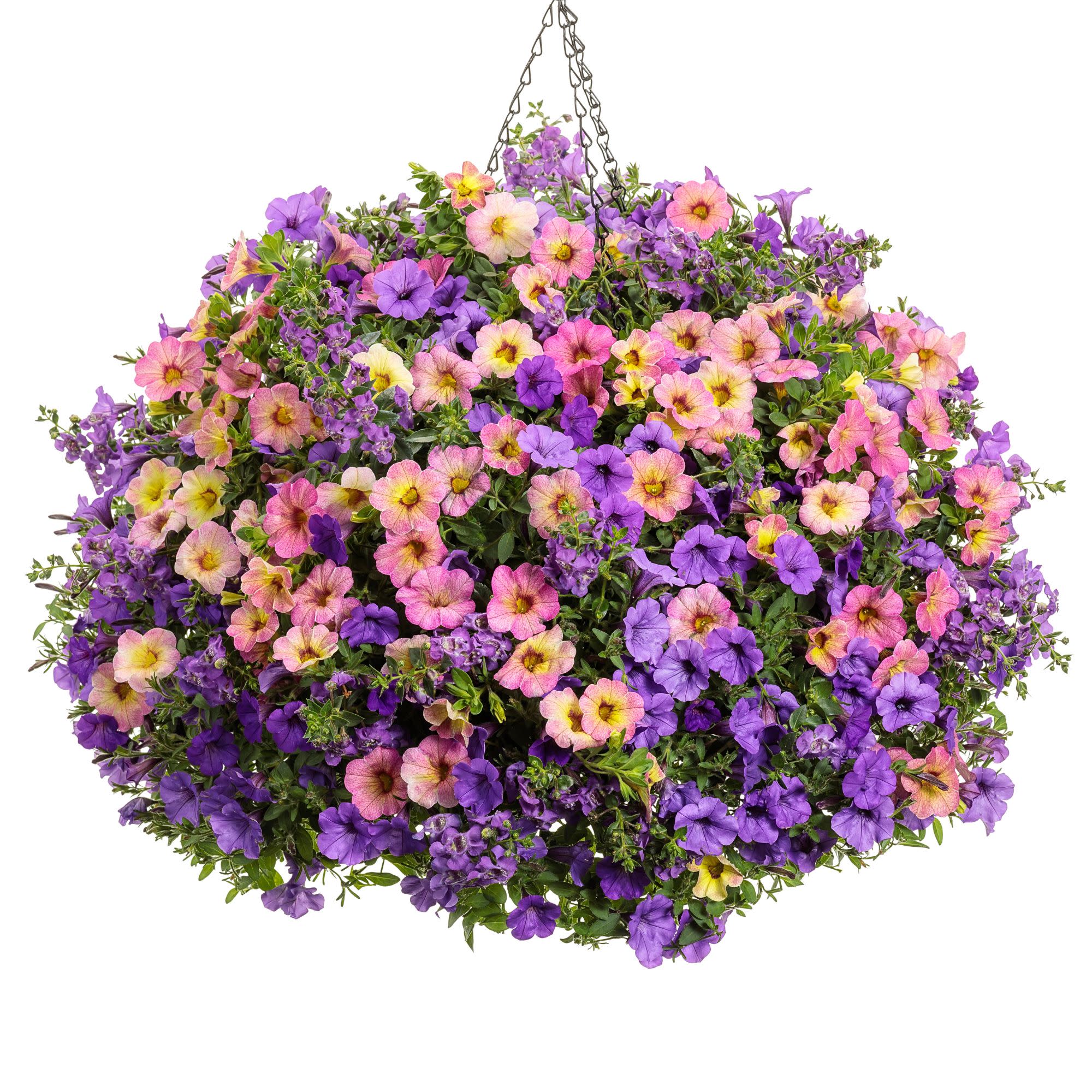 Superbells Magic® Pink Lemonade Calibrachoa - Image 8