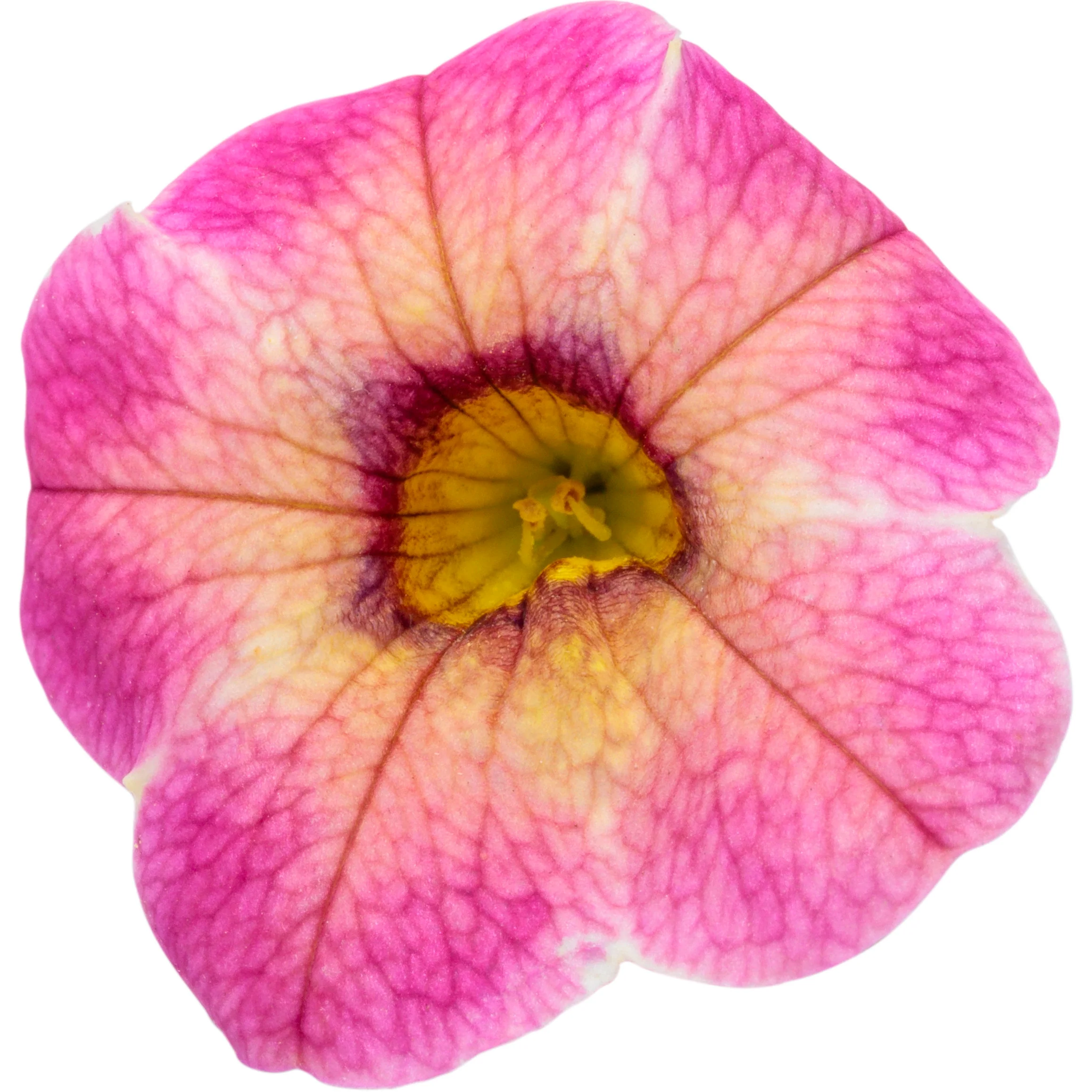 Superbells Magic® Pink Lemonade Calibrachoa - Image 9