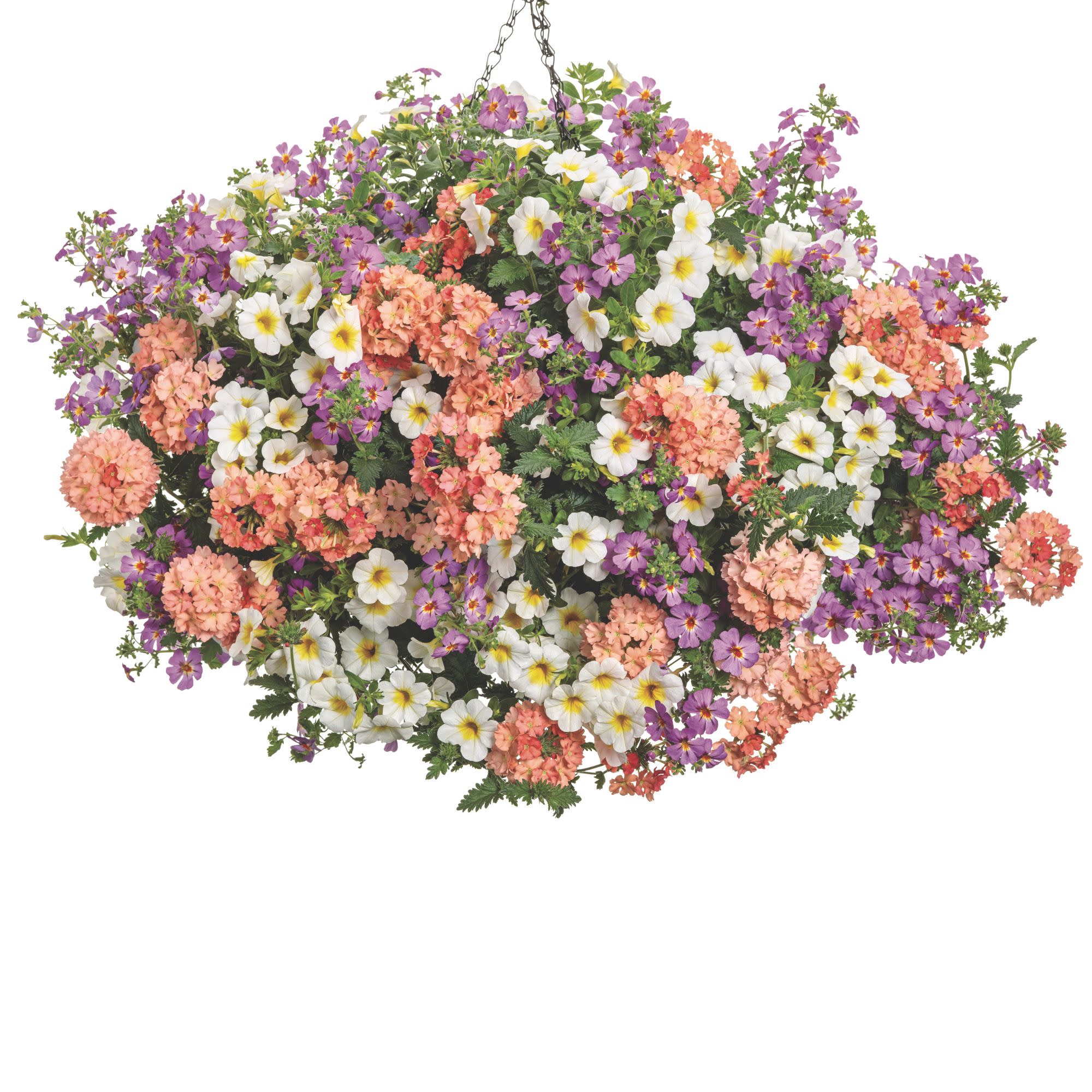 Superbells® Over Easy™ Calibrachoa - Image 10
