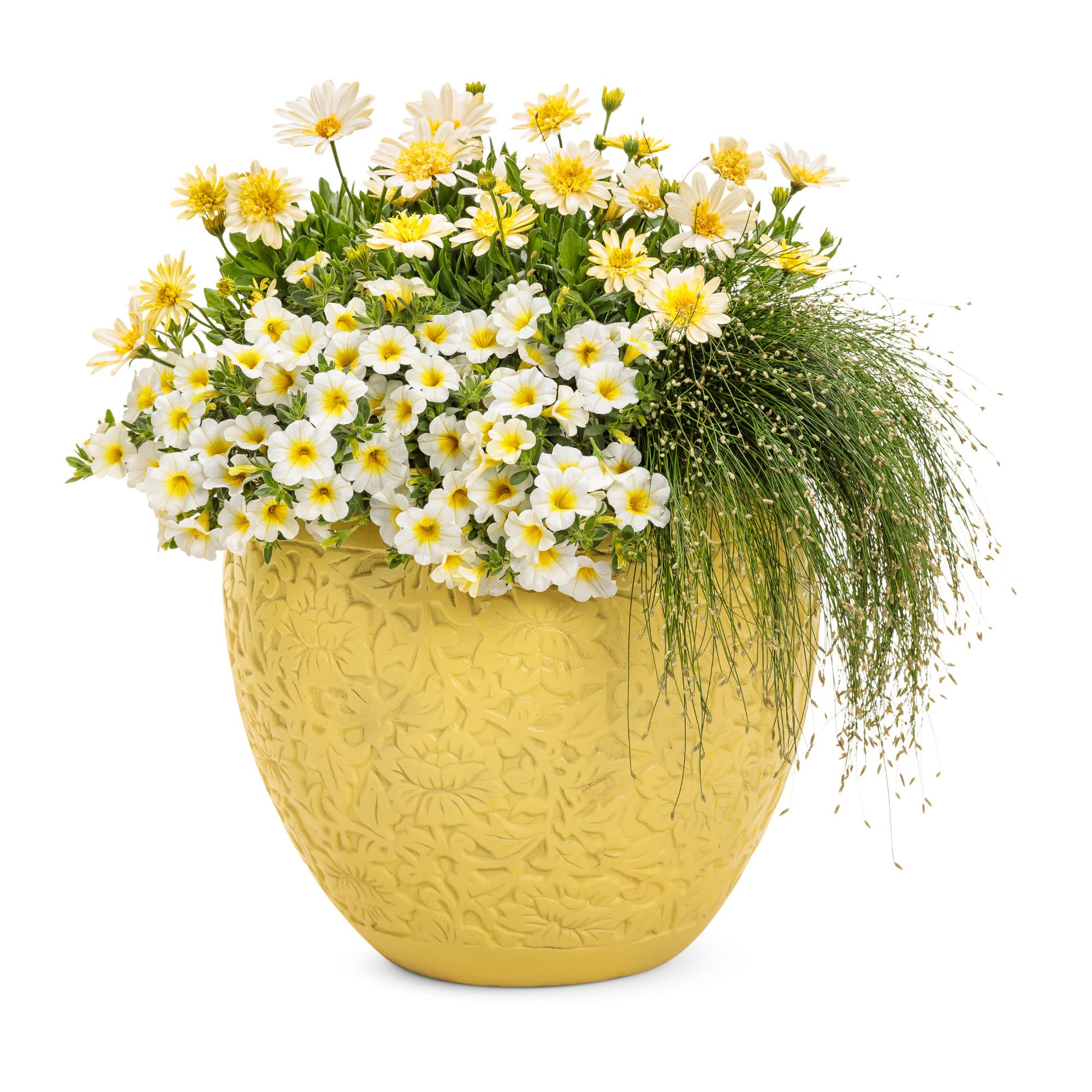 Superbells® Over Easy™ Calibrachoa - Image 11