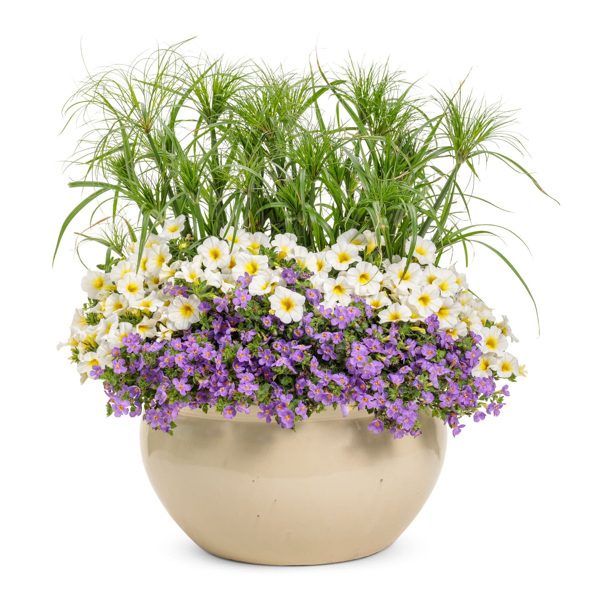 Superbells® Over Easy™ Calibrachoa - Image 12