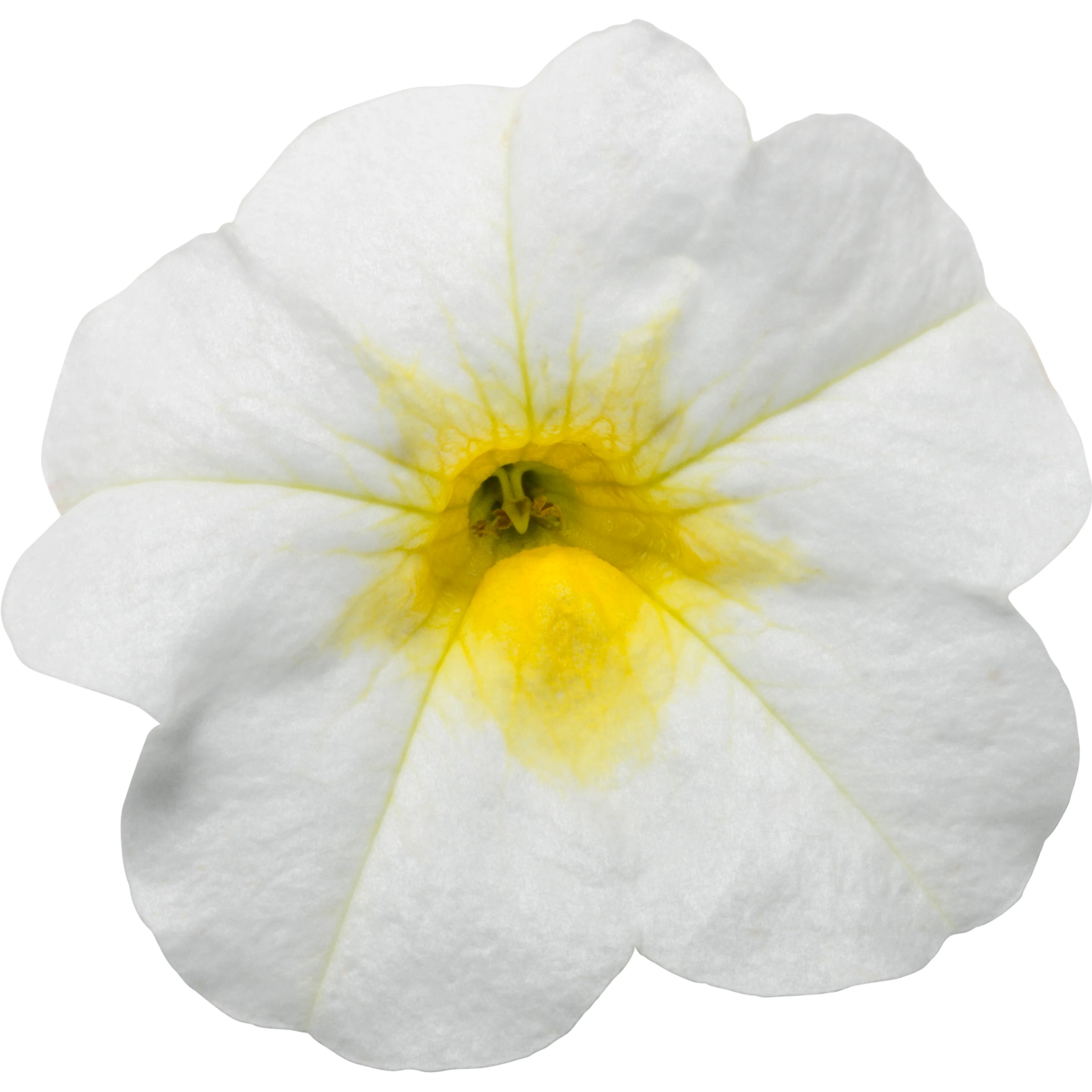 Superbells® Over Easy™ Calibrachoa - Image 13