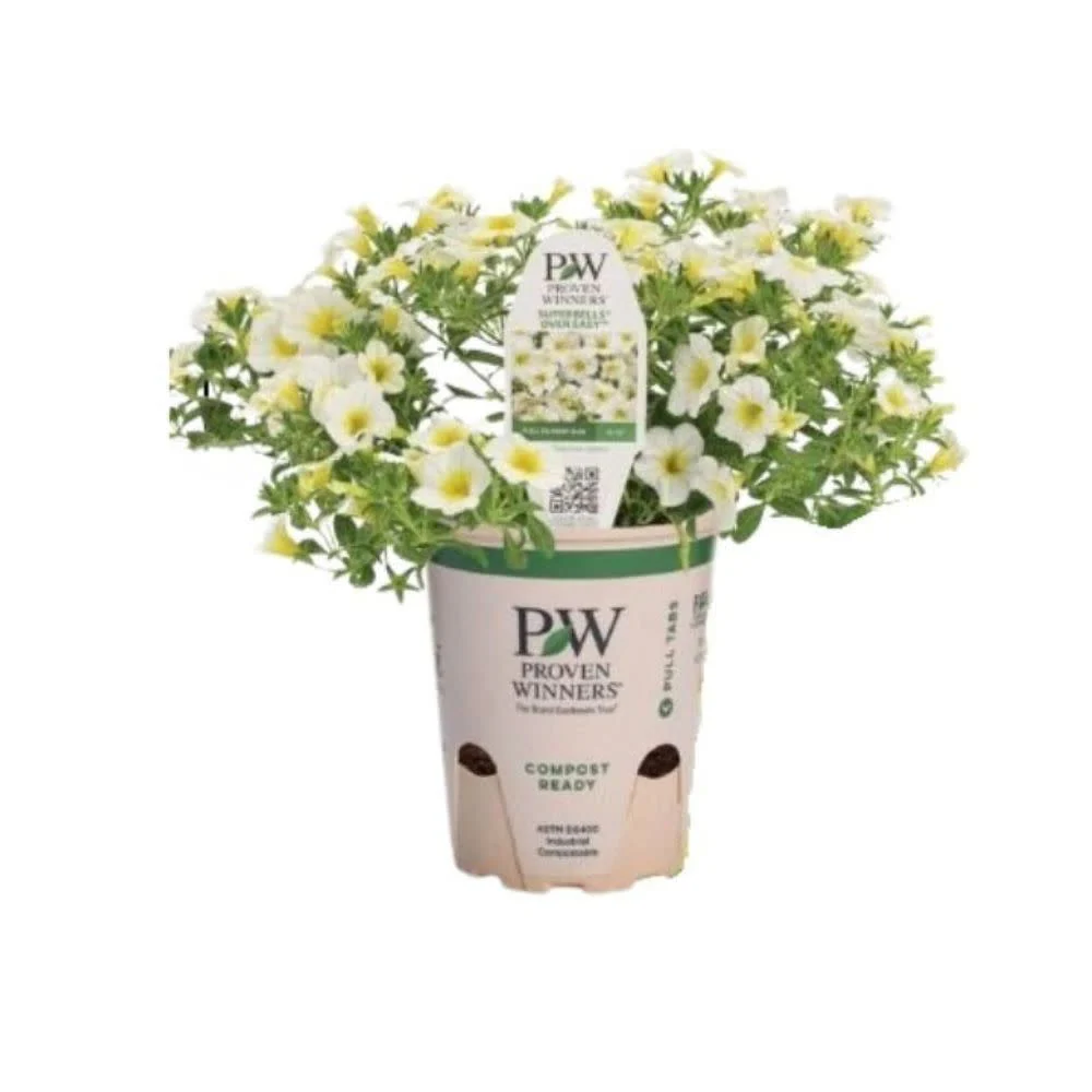 Superbells® Over Easy™ Calibrachoa - Image 2