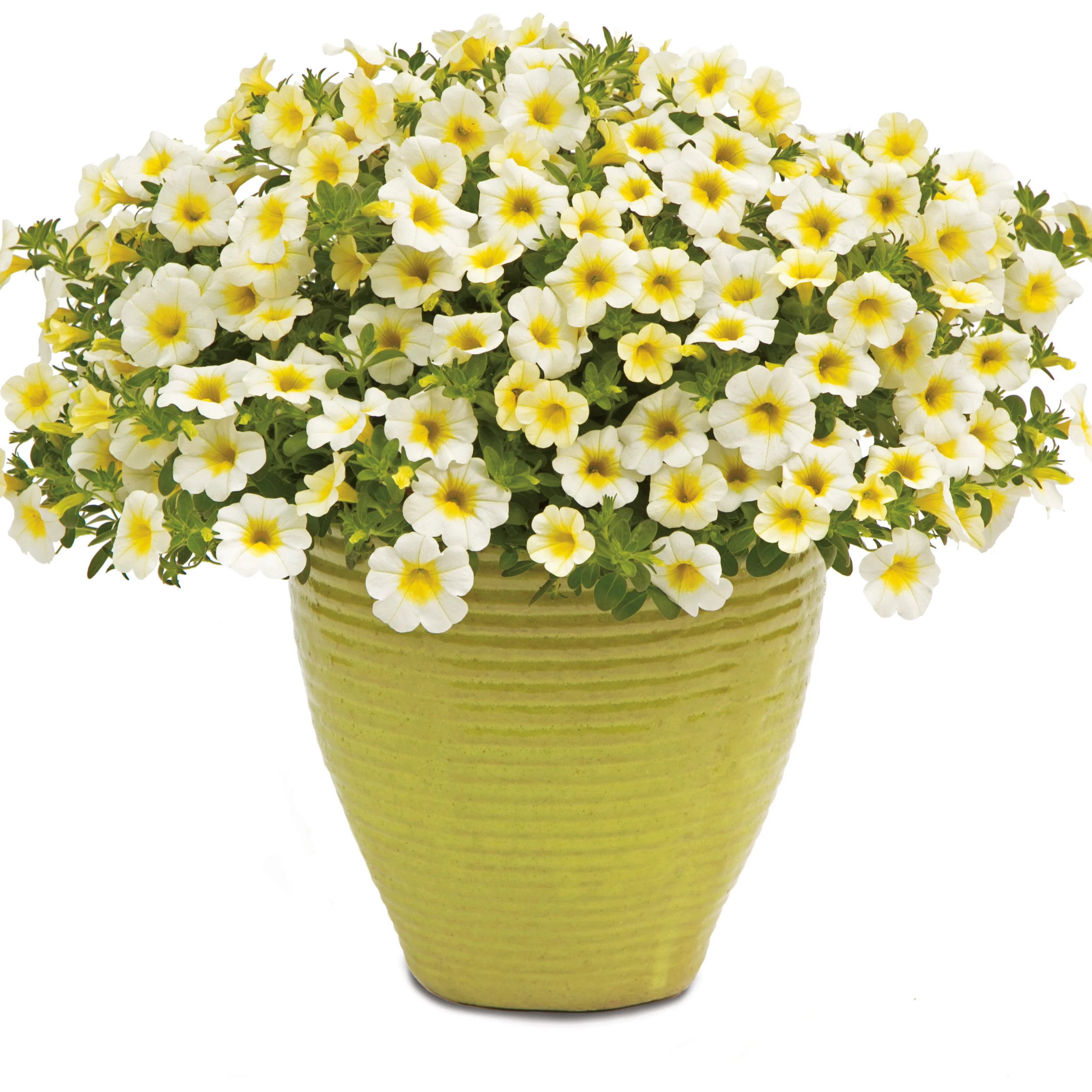 Superbells® Over Easy™ Calibrachoa - Image 4