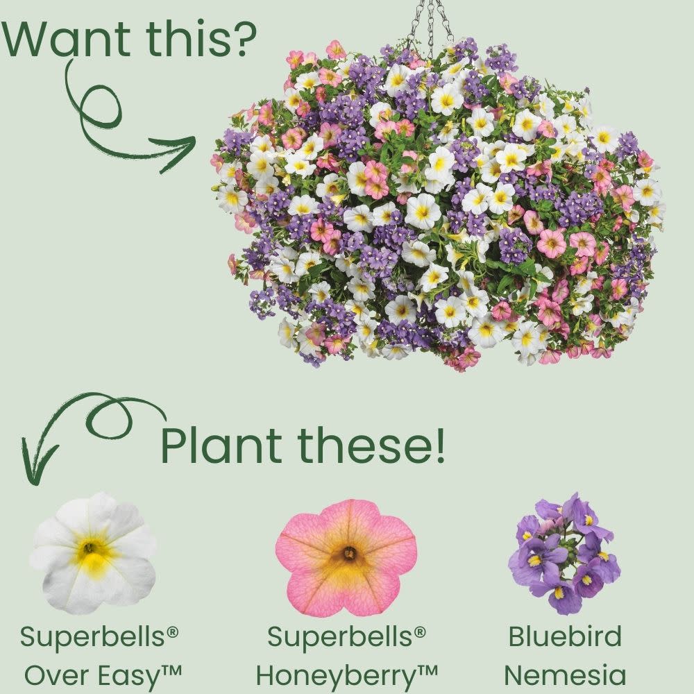 Superbells® Over Easy™ Calibrachoa - Image 5