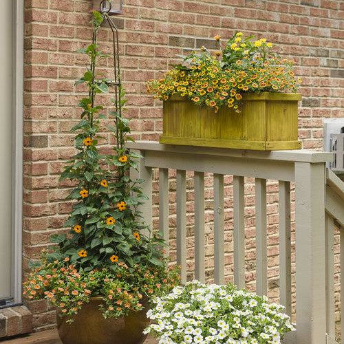 Superbells® Over Easy™ Calibrachoa - Image 6