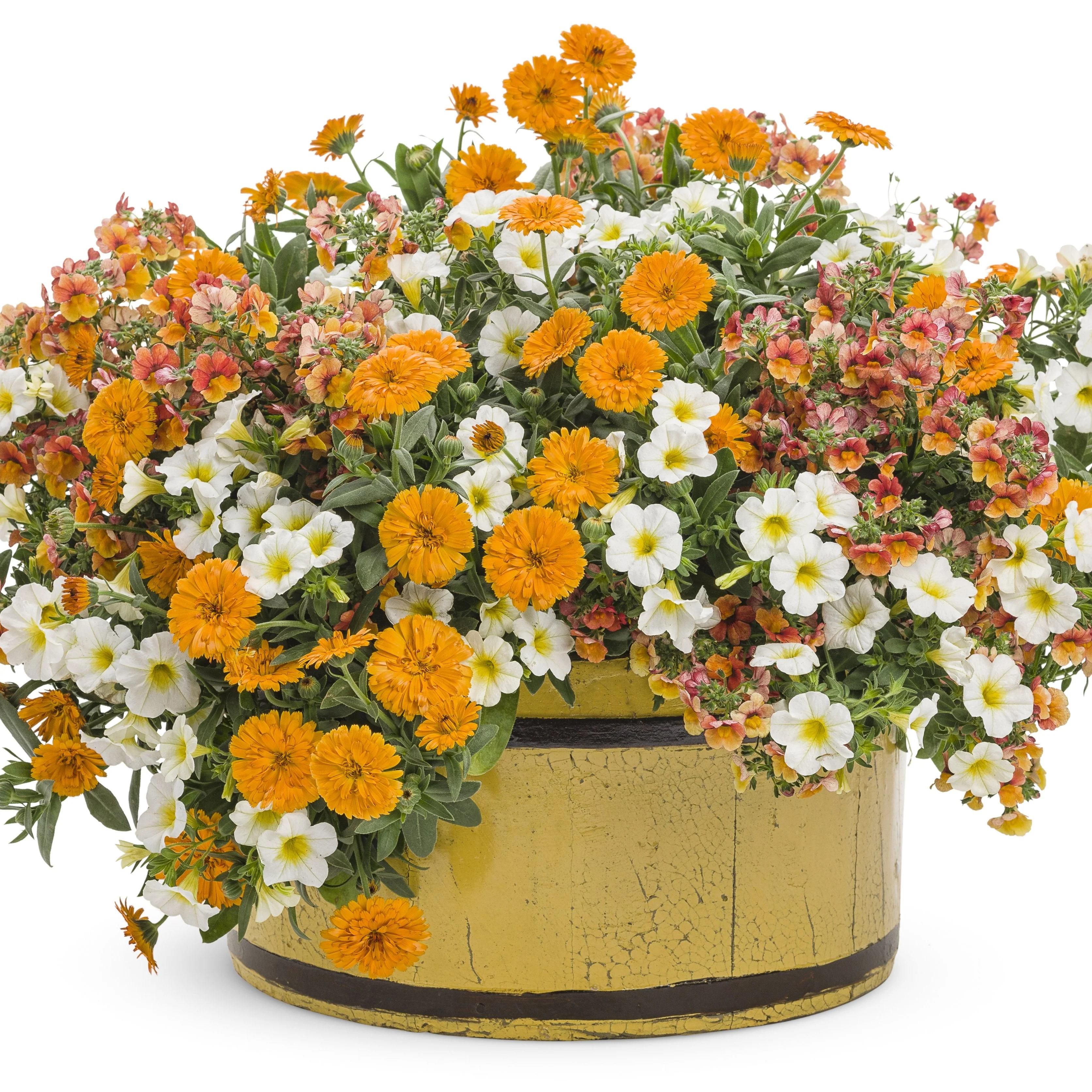 Superbells® Over Easy™ Calibrachoa - Image 7