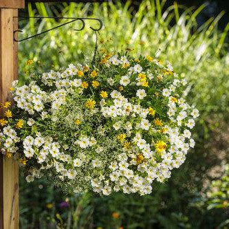 Superbells® Over Easy™ Calibrachoa - Image 8