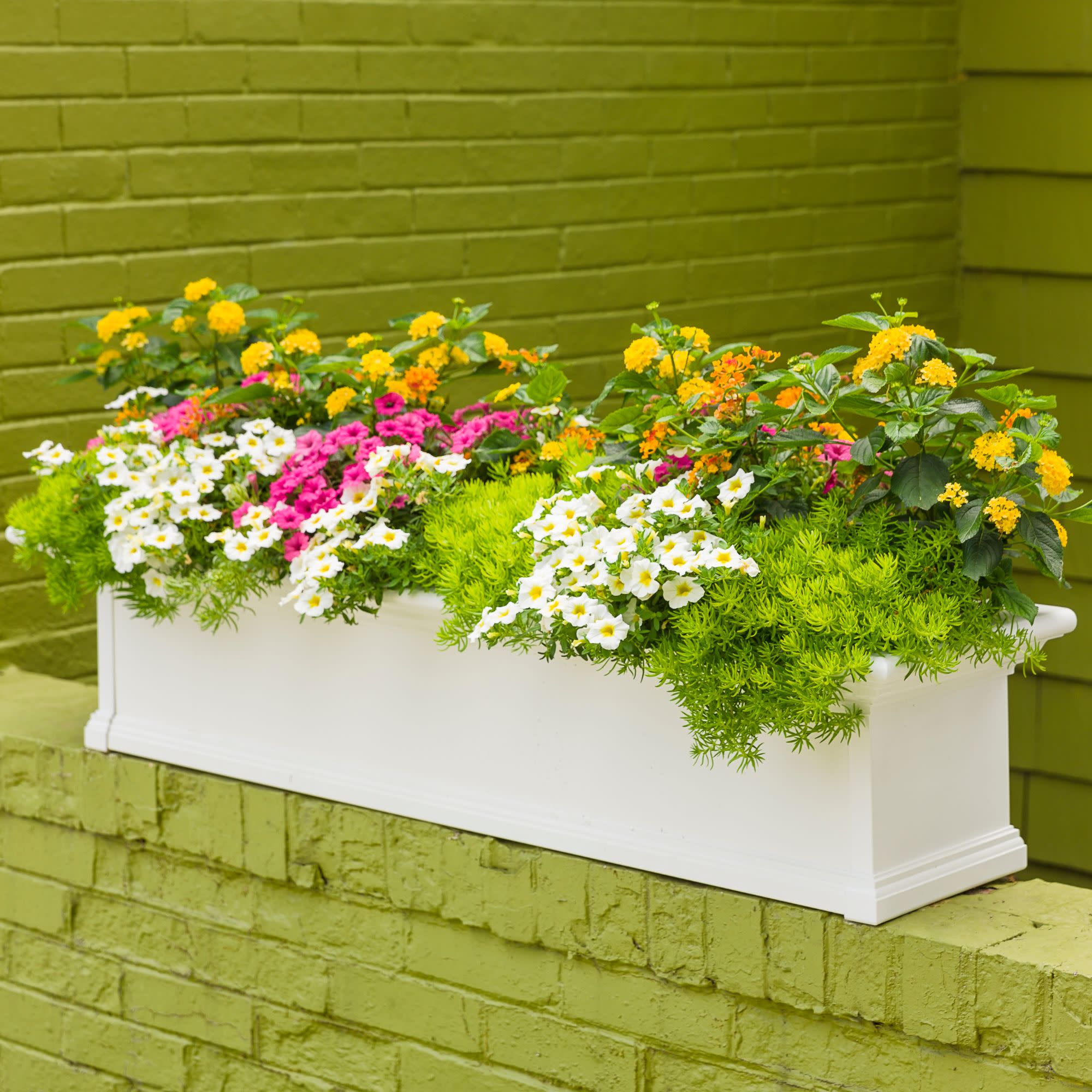 Superbells® Over Easy™ Calibrachoa - Image 9