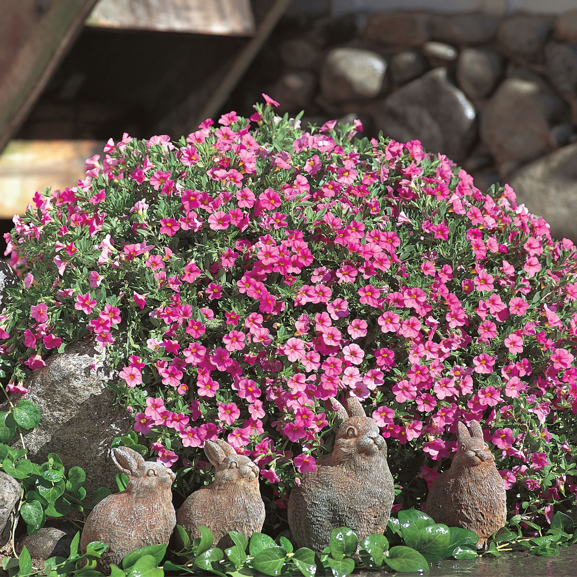 Superbells® Pink Calibrachoa - Image 10