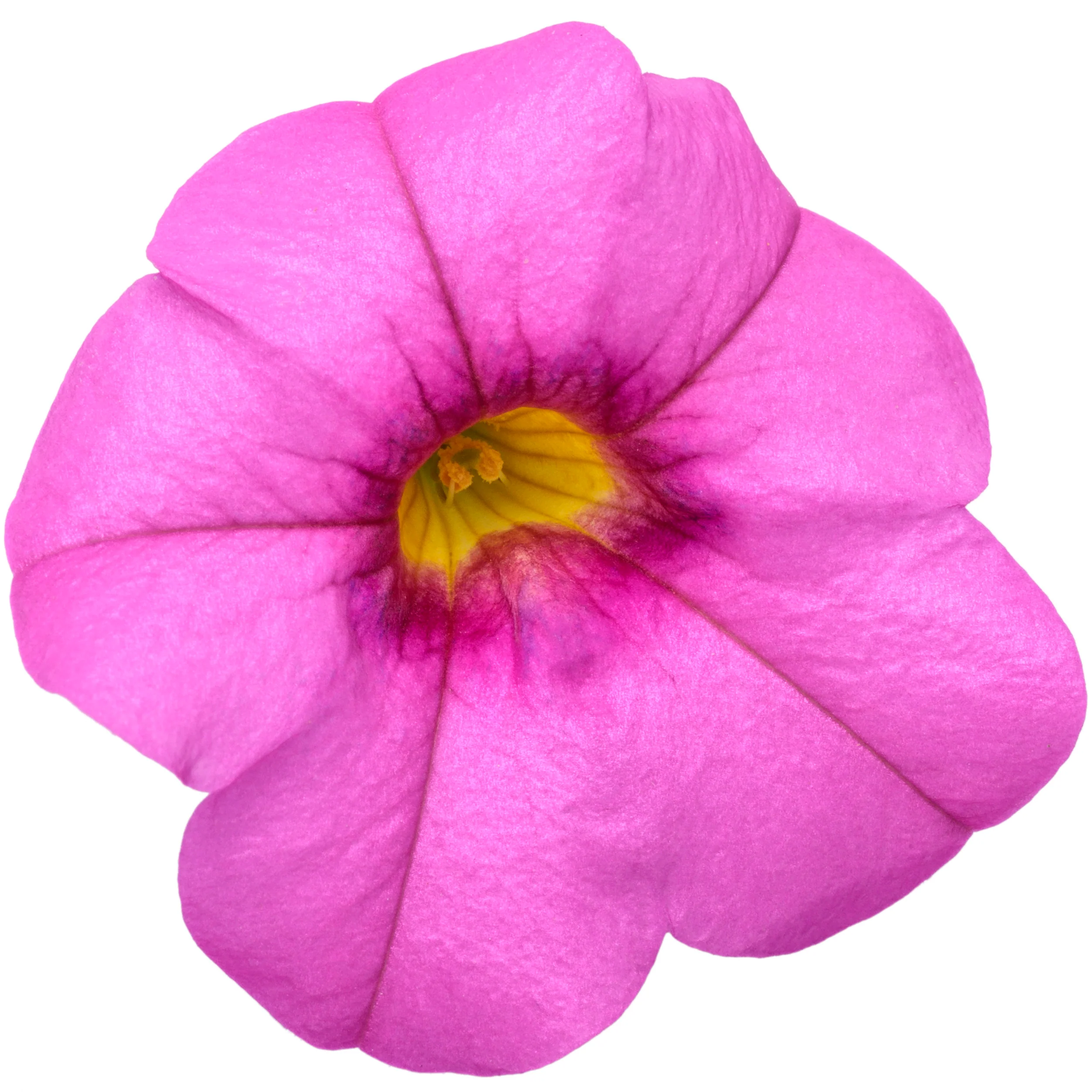 Superbells® Pink Calibrachoa - Image 12