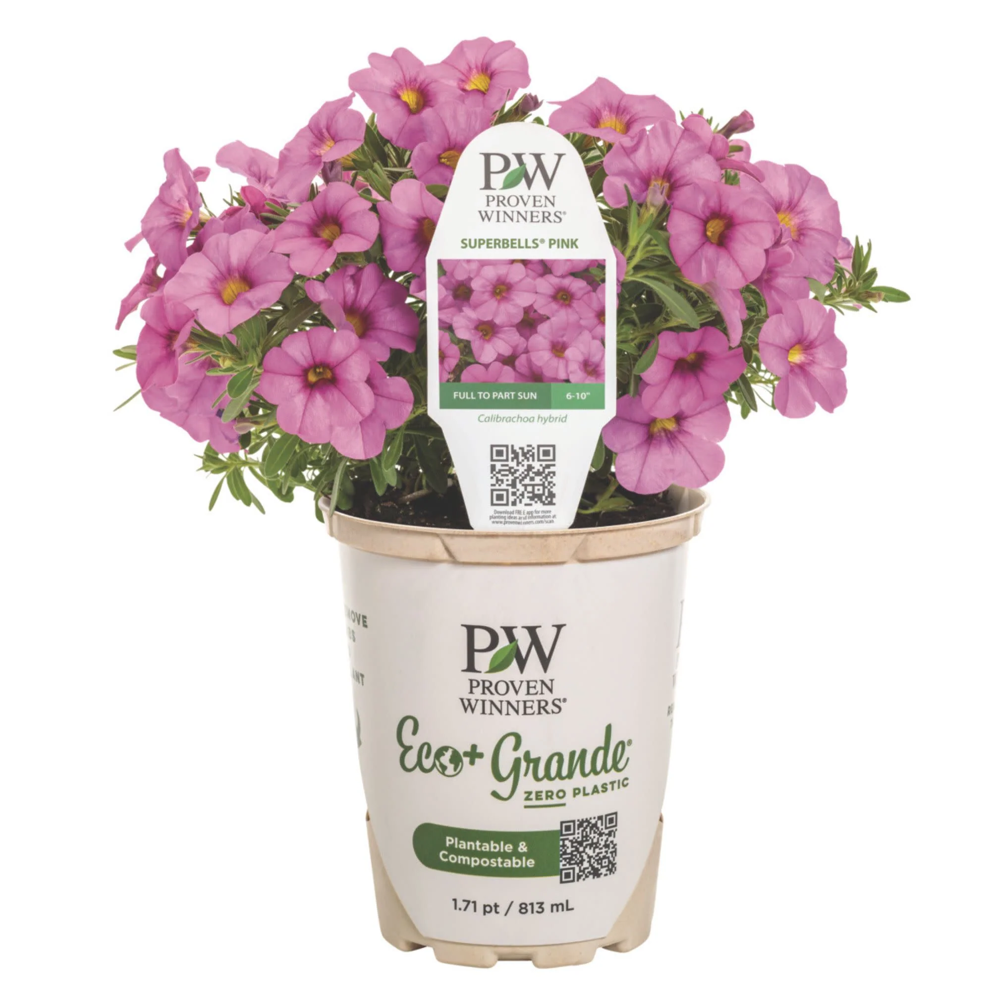 Superbells® Pink Calibrachoa - Image 2