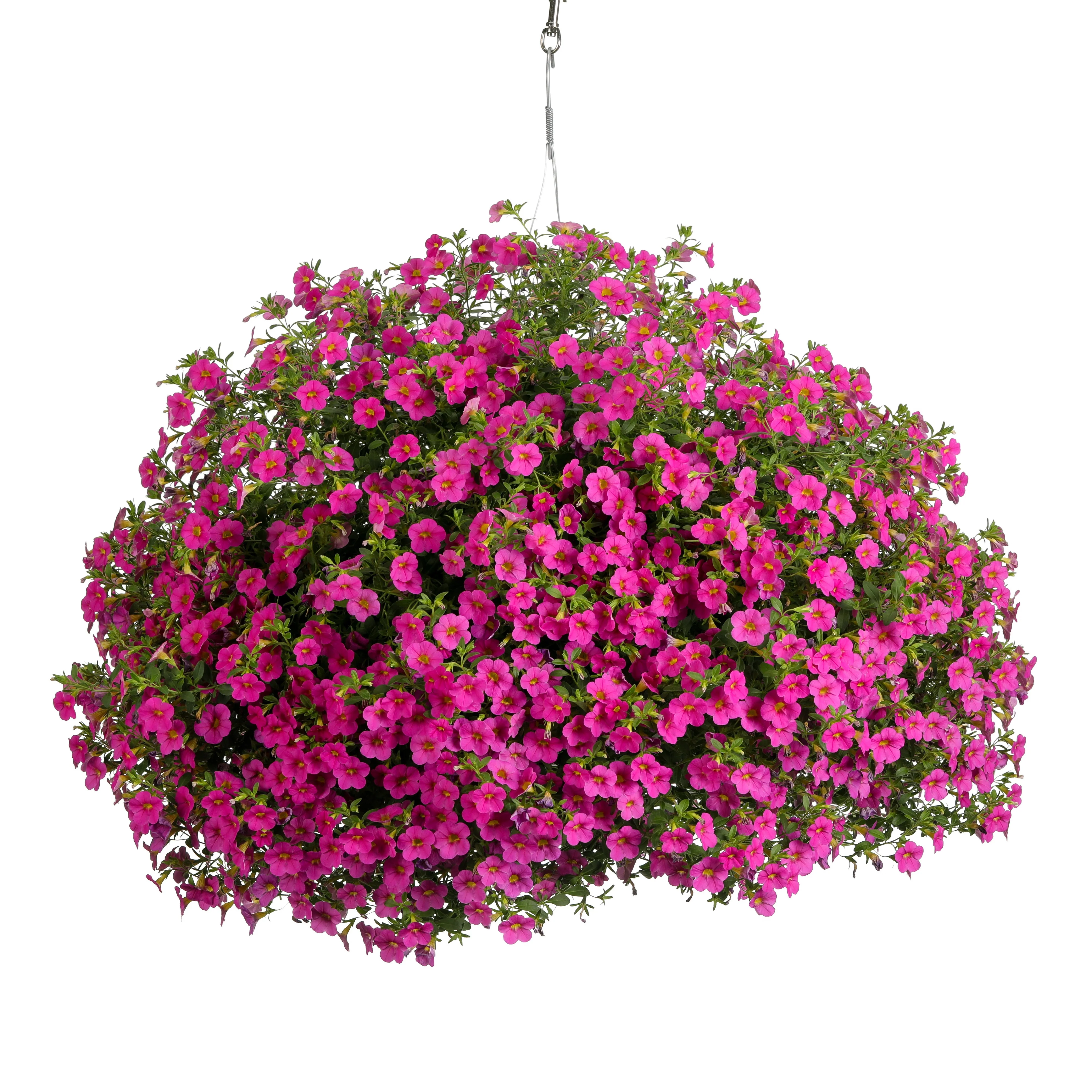 Superbells® Pink Calibrachoa - Image 5