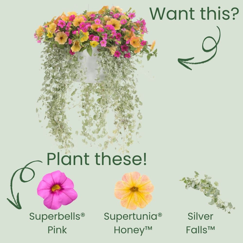 Superbells® Pink Calibrachoa - Image 6
