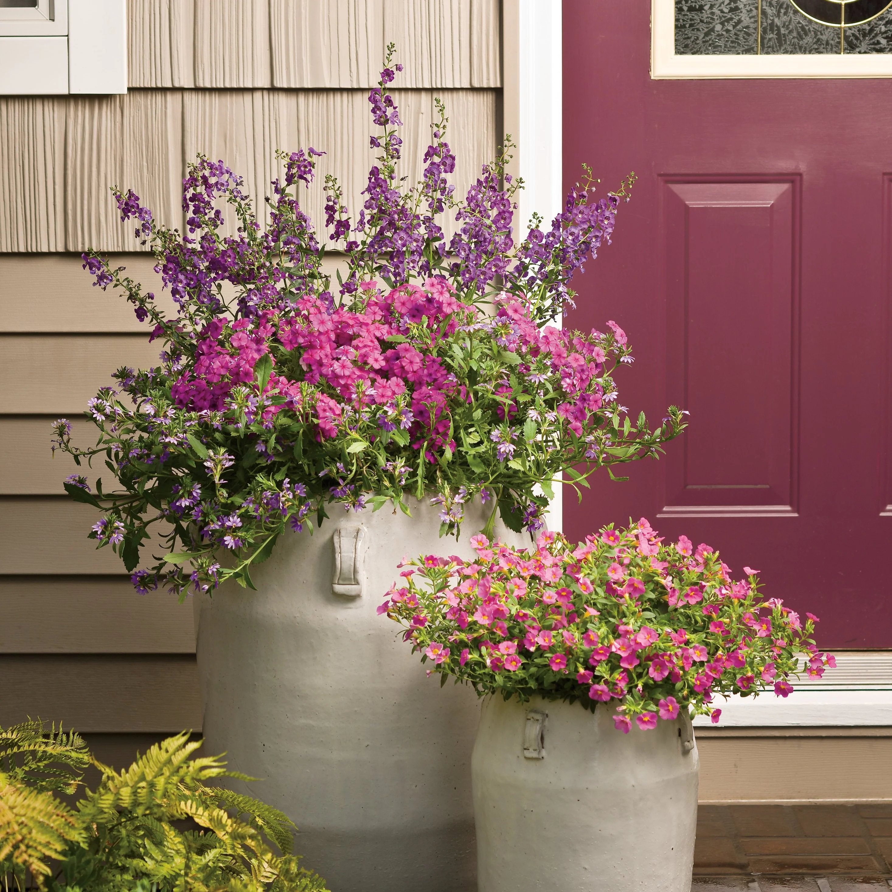 Superbells® Pink Calibrachoa - Image 8
