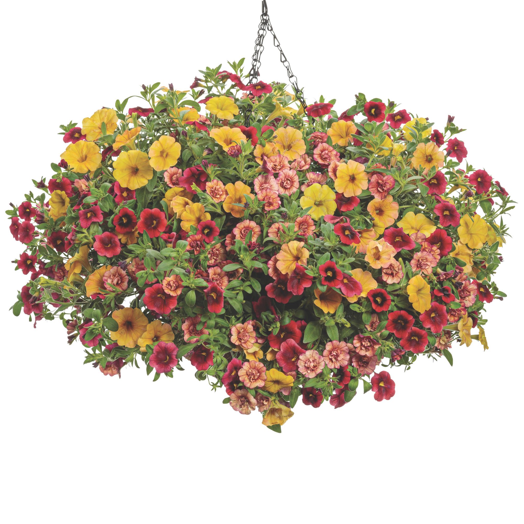Superbells® Pomegranate Punch™ Calibrachoa - Image 10