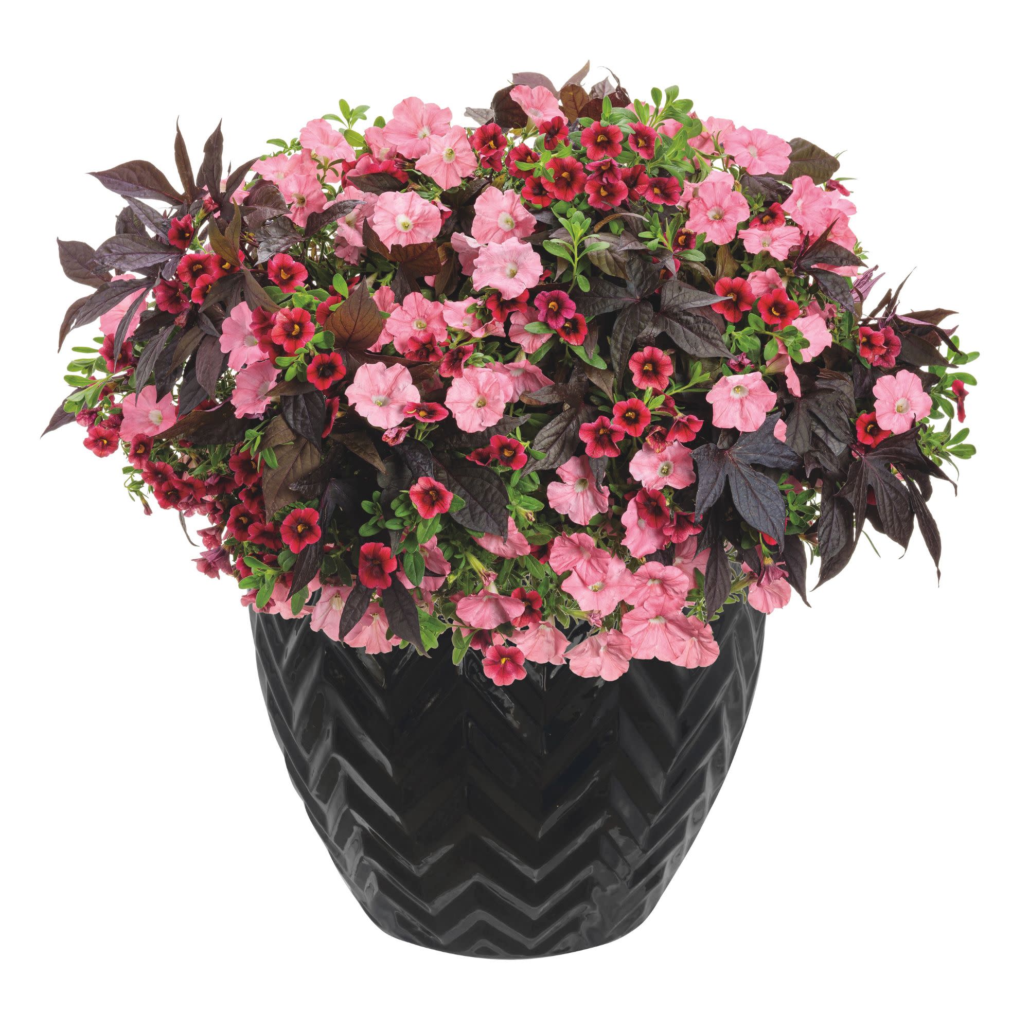 Superbells® Pomegranate Punch™ Calibrachoa - Image 11