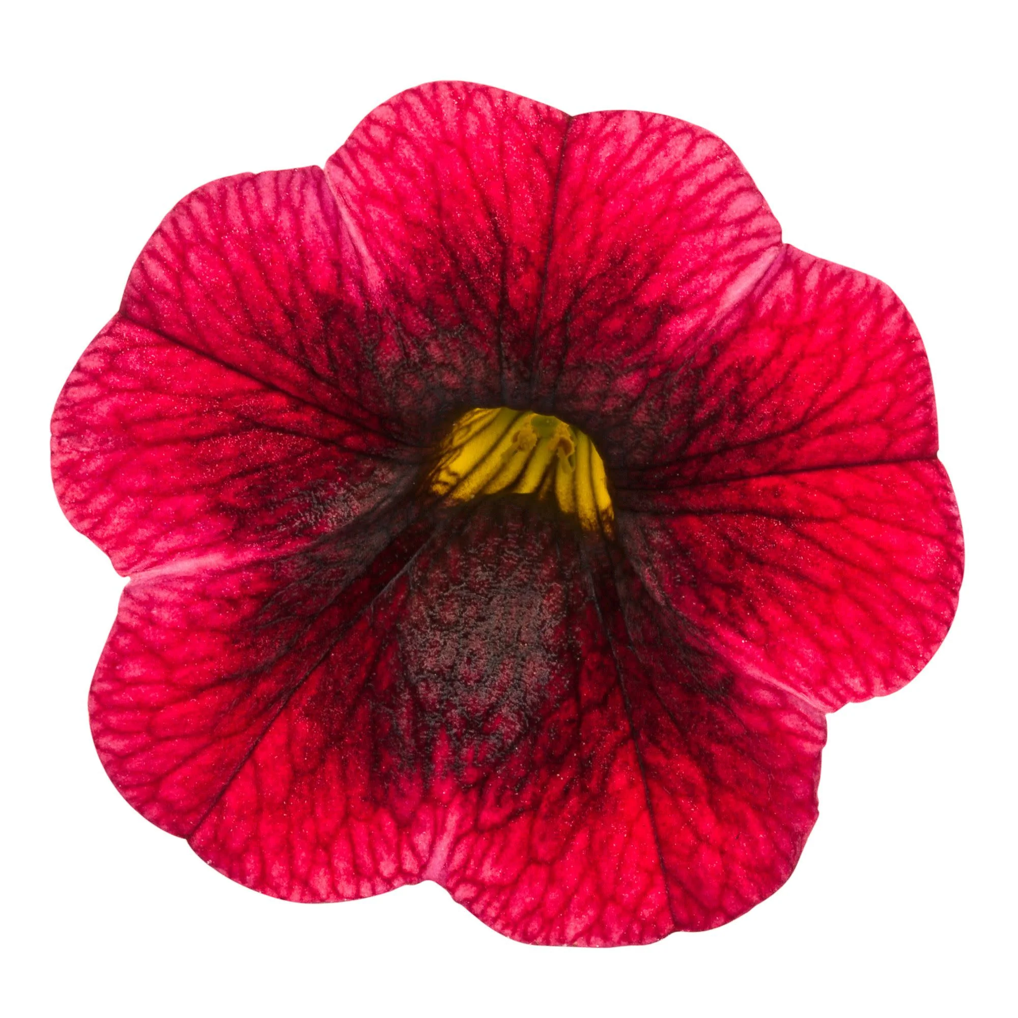 Superbells® Pomegranate Punch™ Calibrachoa - Image 12