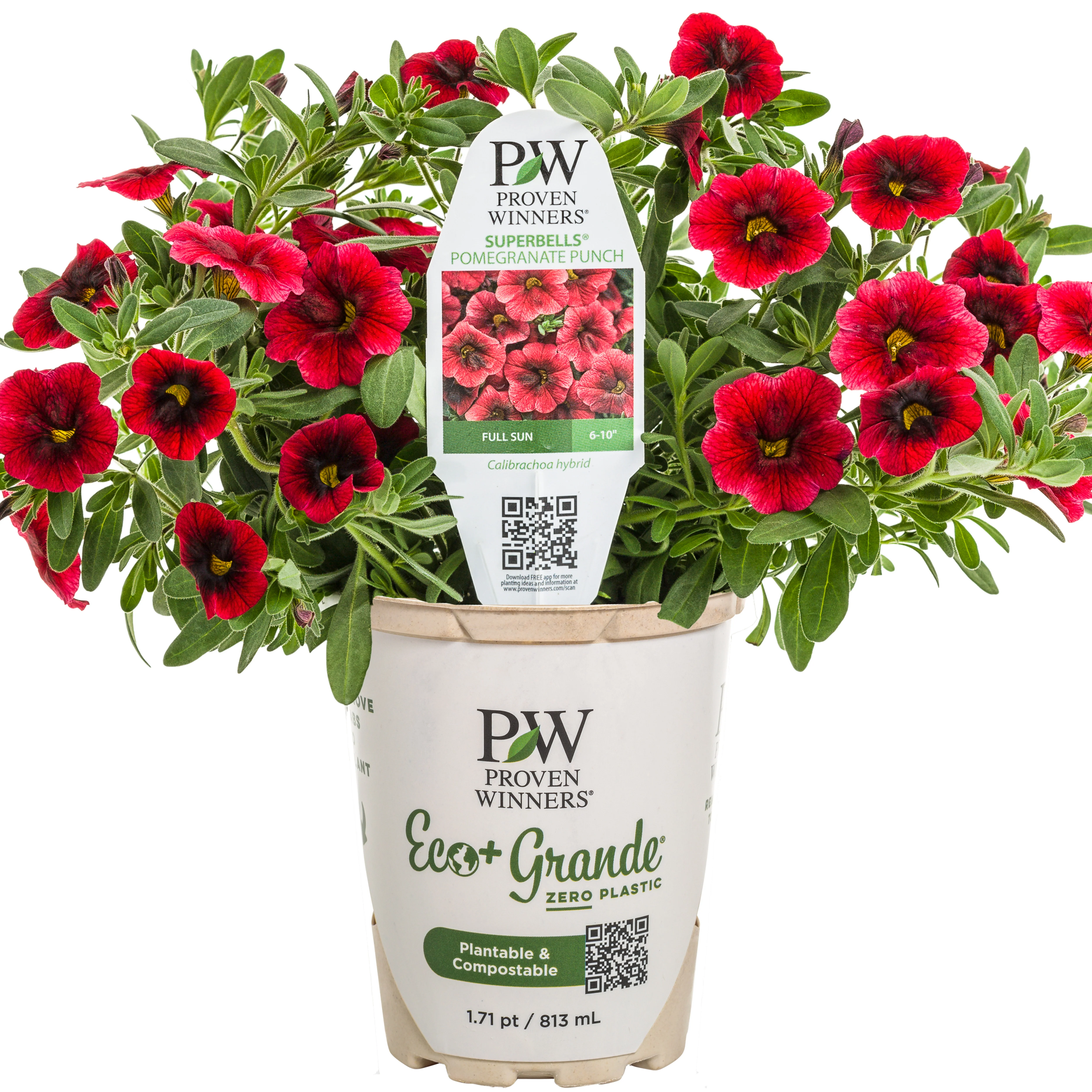 Superbells® Pomegranate Punch™ Calibrachoa - Image 2