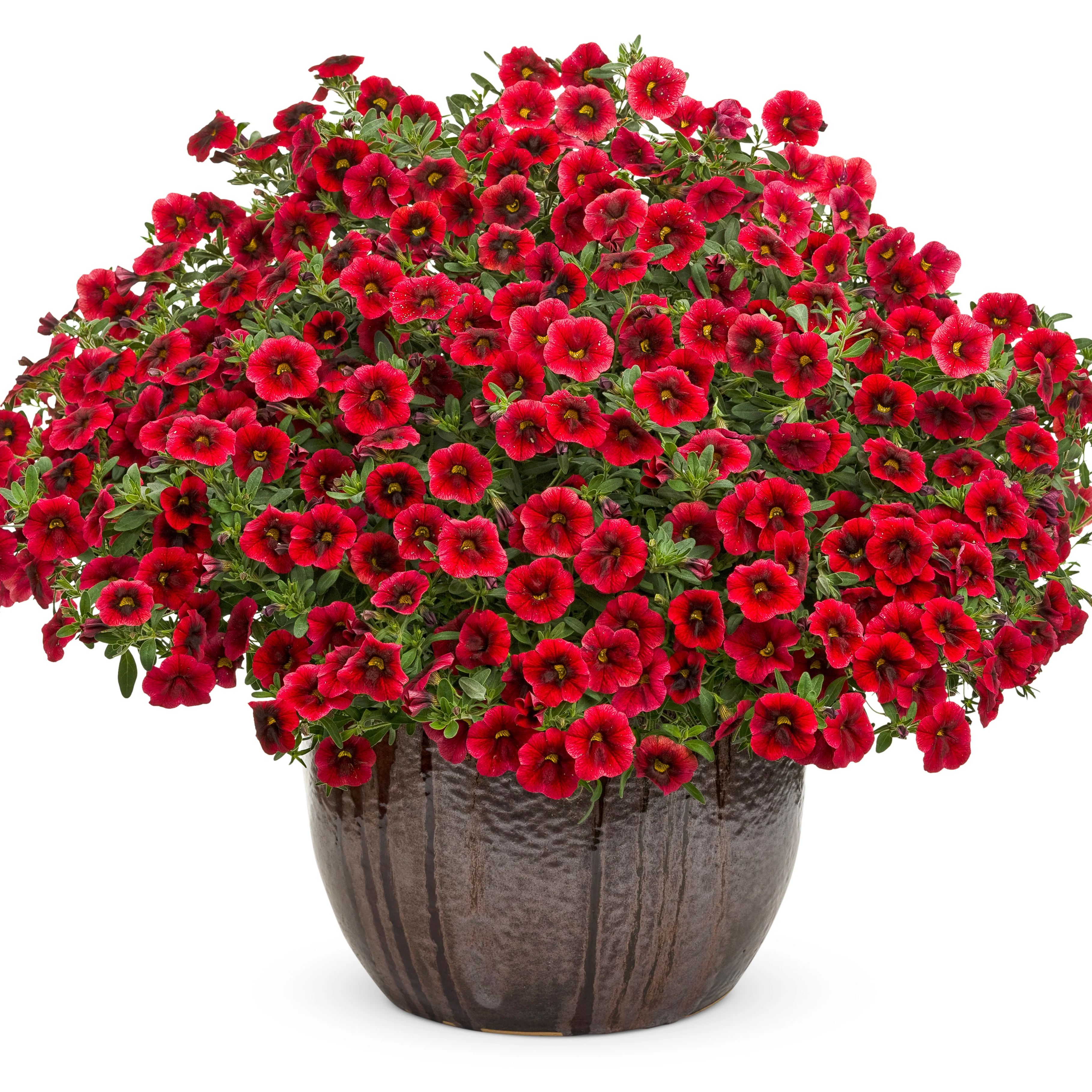 Superbells® Pomegranate Punch™ Calibrachoa - Image 4