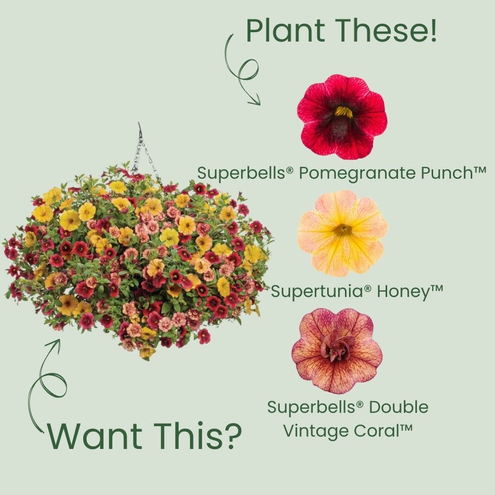 Superbells® Pomegranate Punch™ Calibrachoa - Image 5