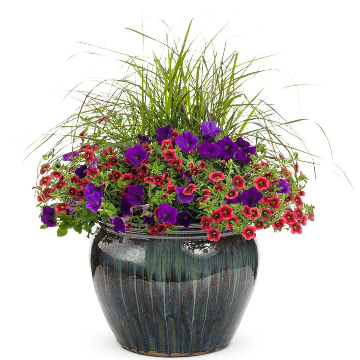 Superbells® Pomegranate Punch™ Calibrachoa - Image 7
