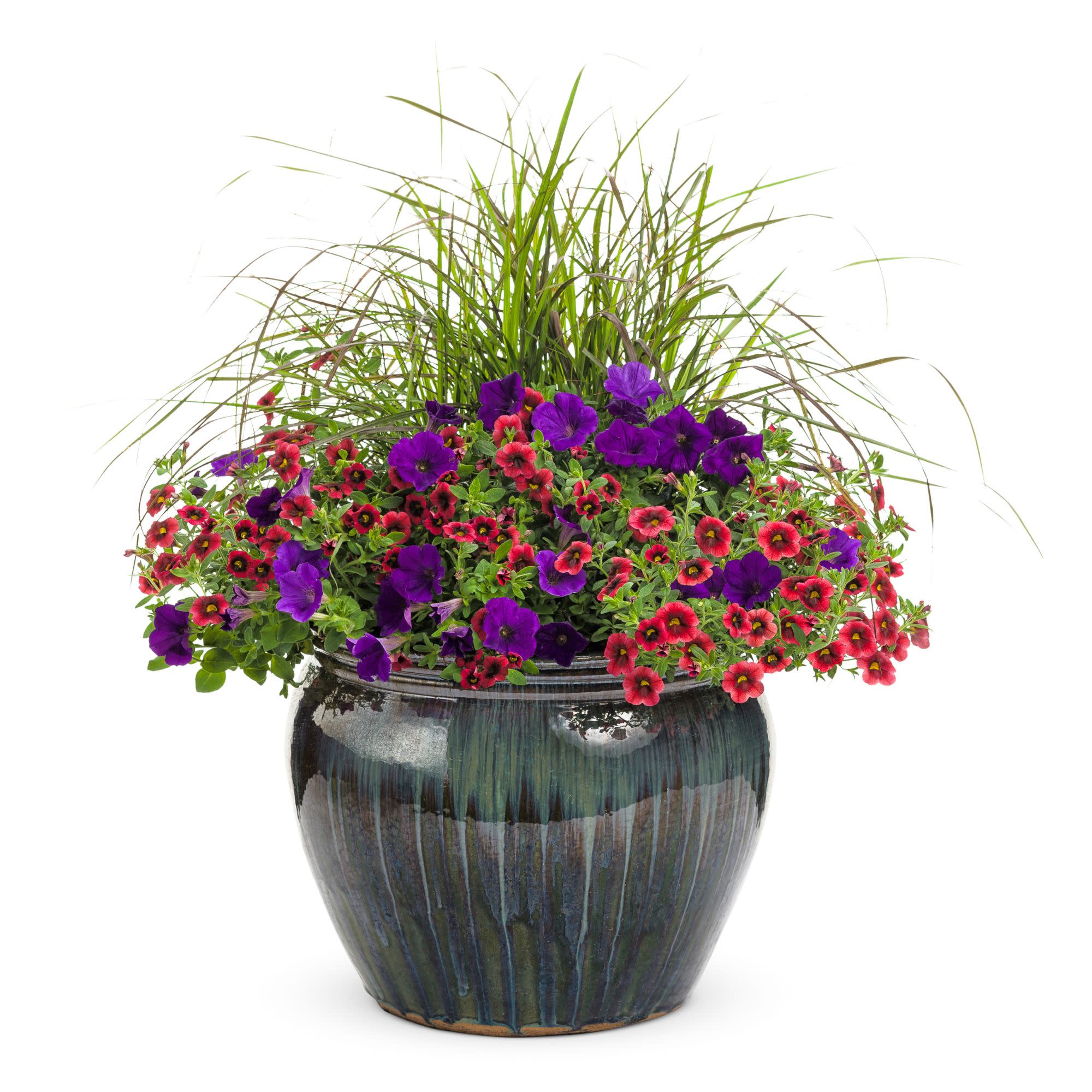 Superbells® Pomegranate Punch™ Calibrachoa - Image 9