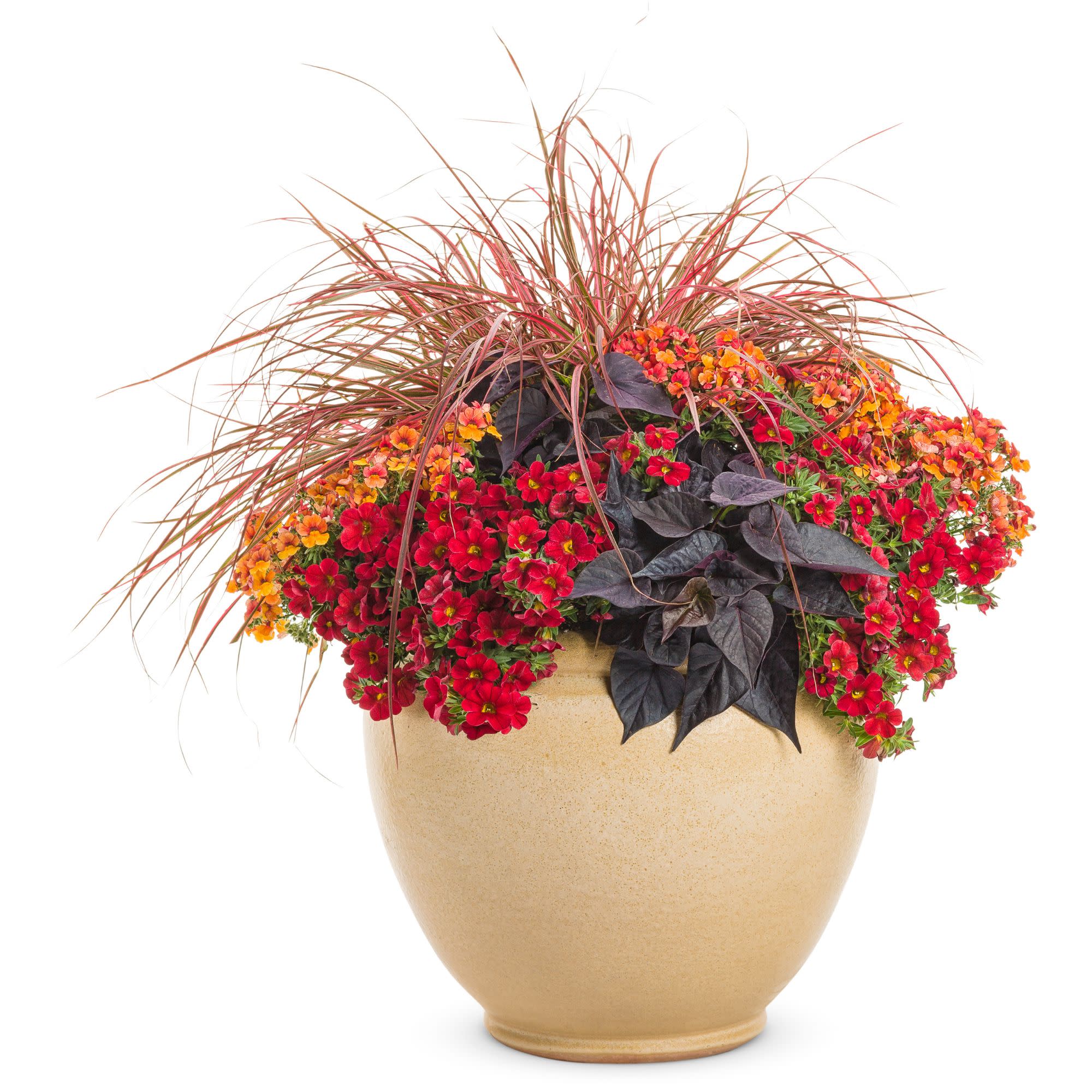 Superbells® Red Calibrachoa - Image 11