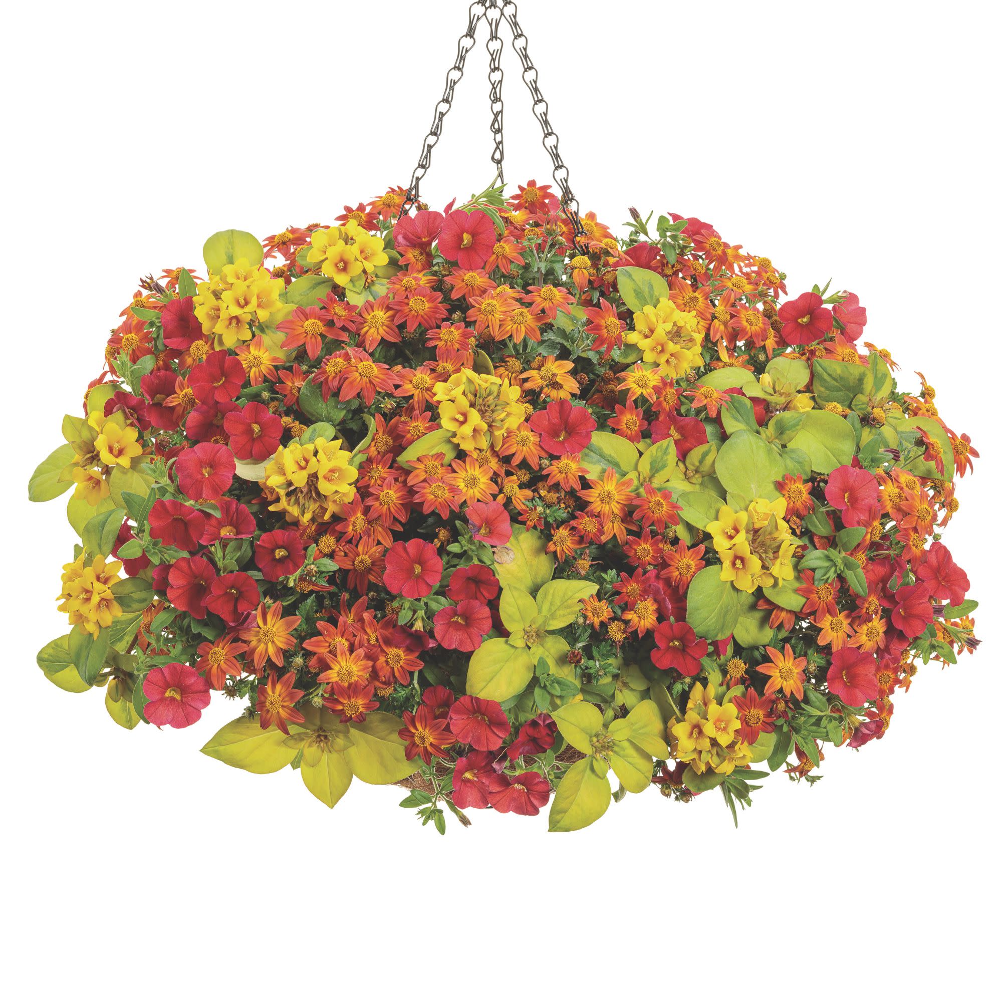 Superbells® Red Calibrachoa - Image 12