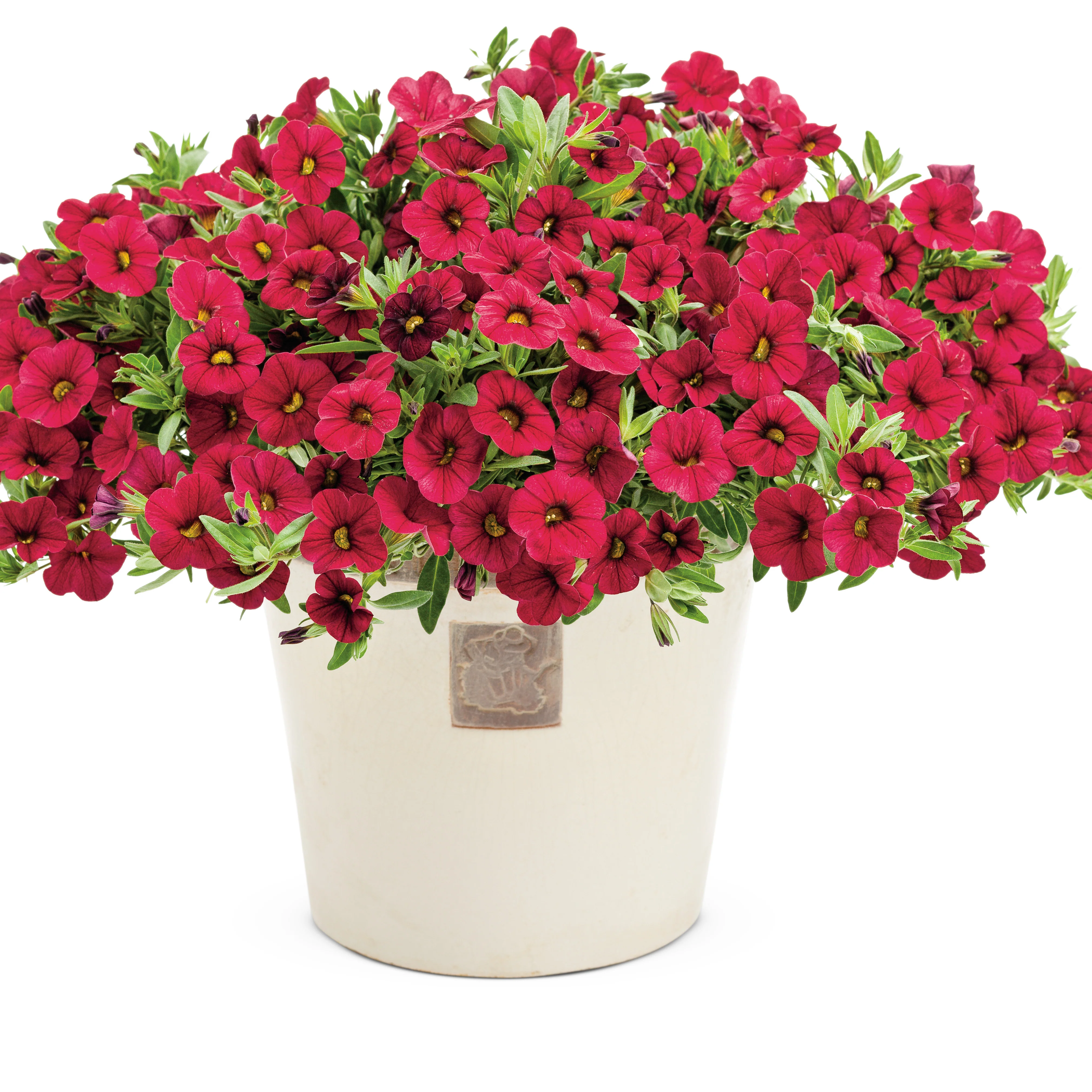 Superbells® Red Calibrachoa - Image 4