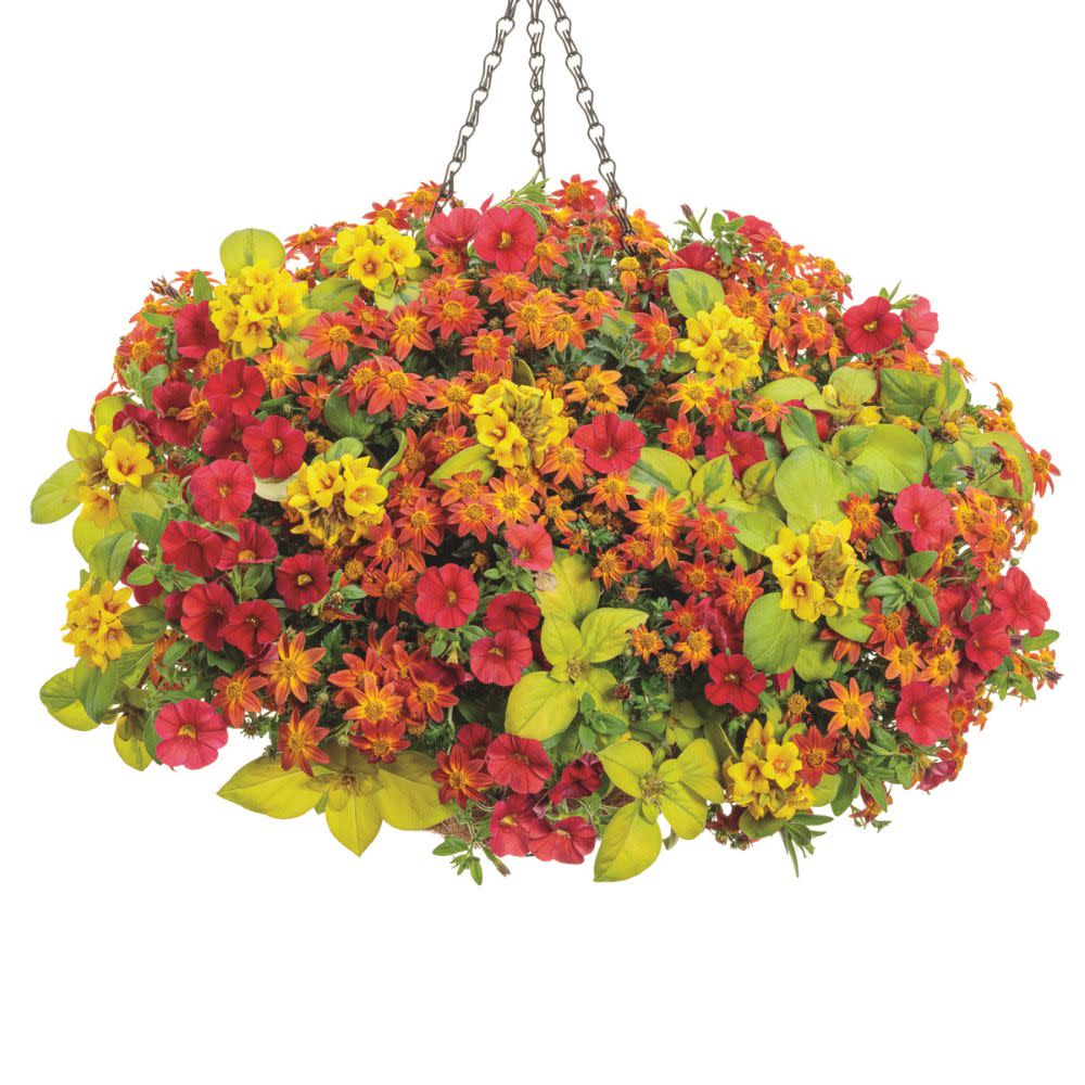 Superbells® Red Calibrachoa - Image 6