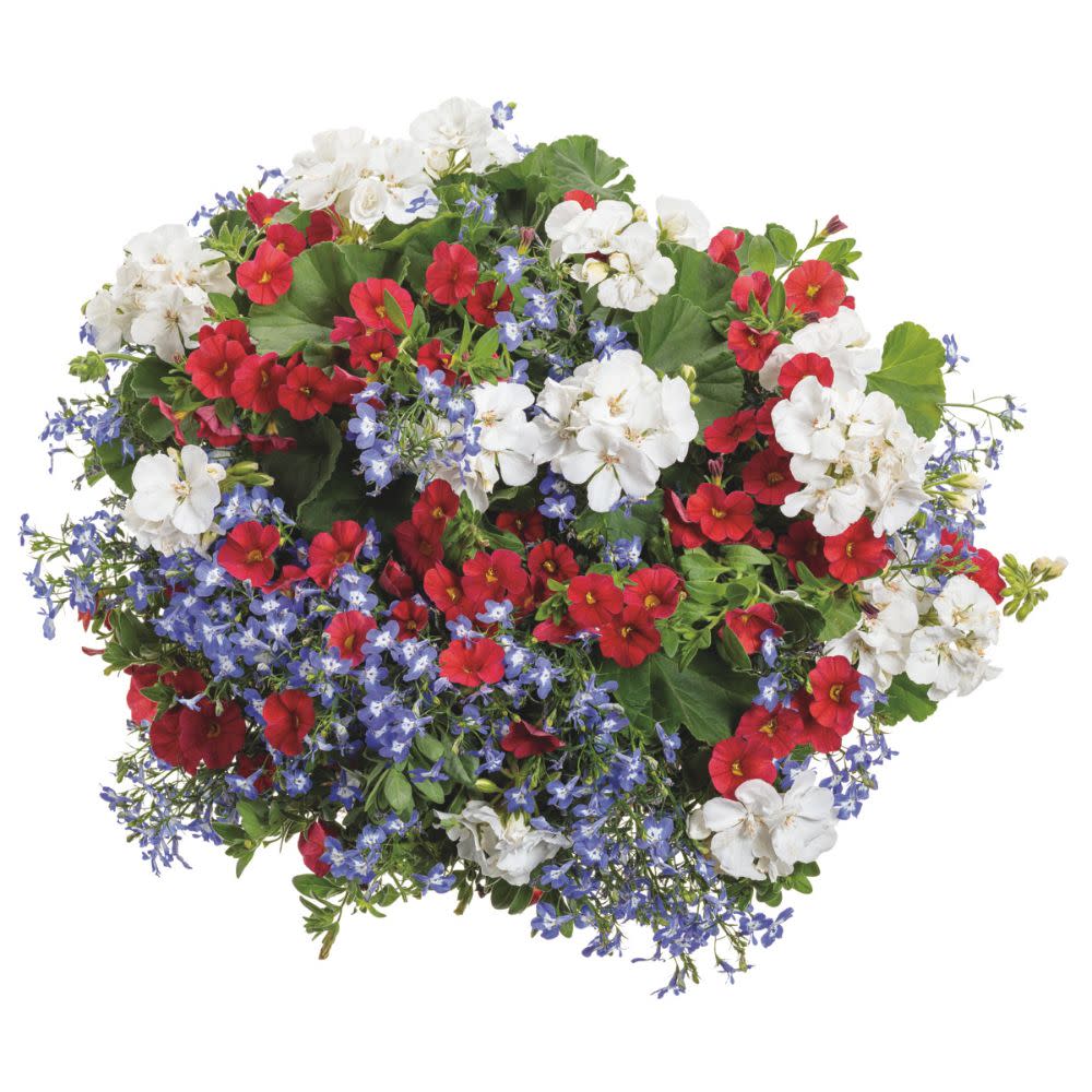 Superbells® Red Calibrachoa - Image 7