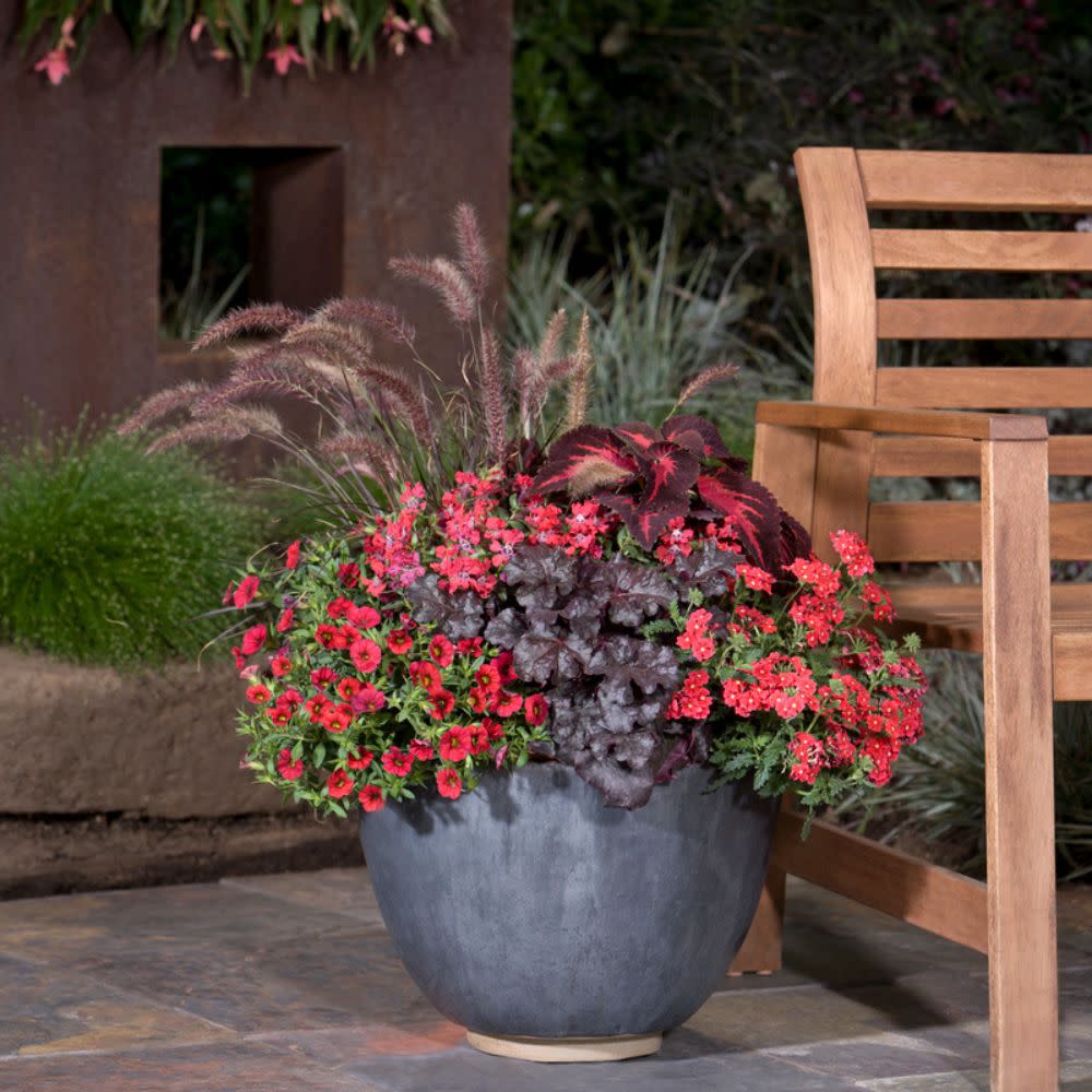 Superbells® Red Calibrachoa - Image 8