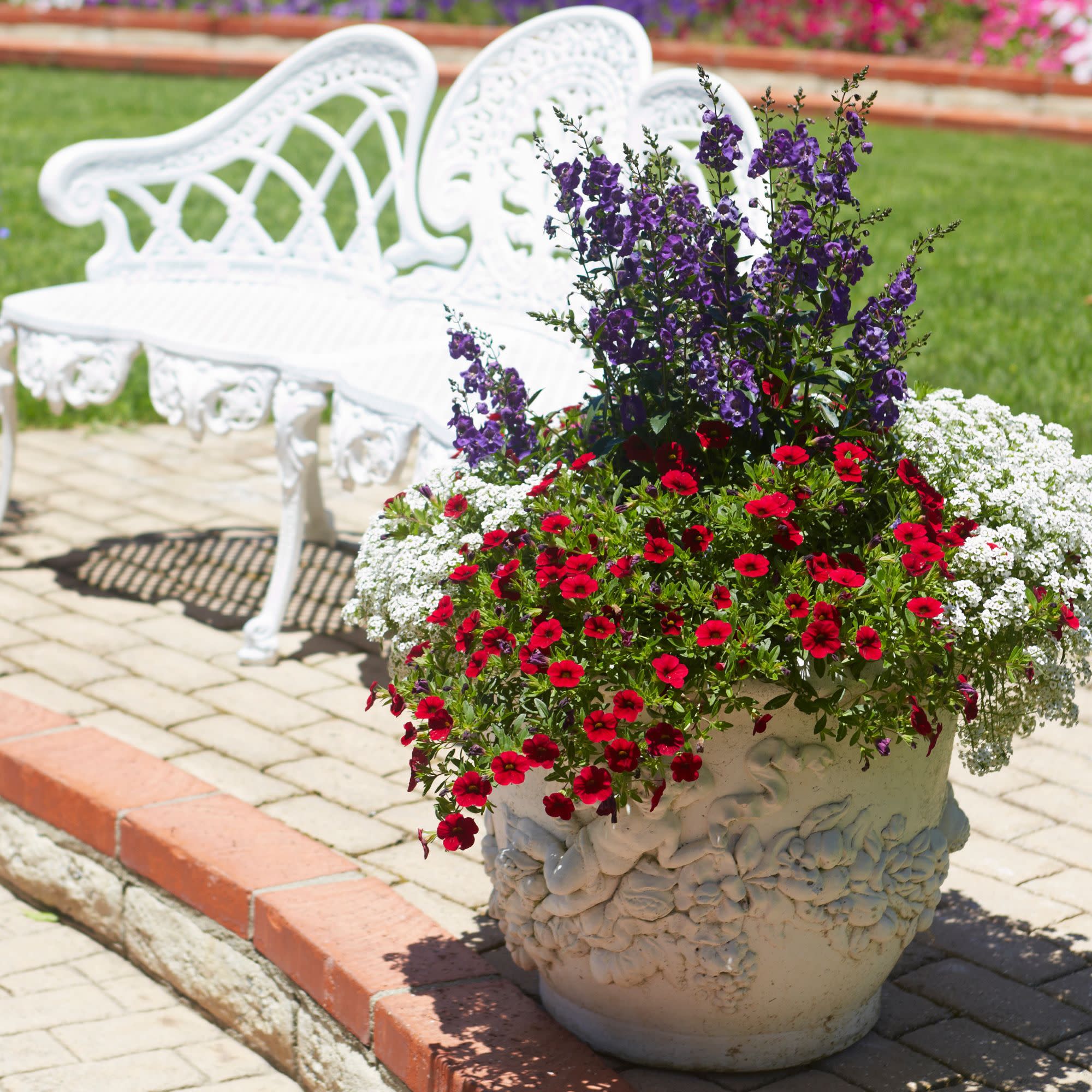 Superbells® Red Calibrachoa - Image 9