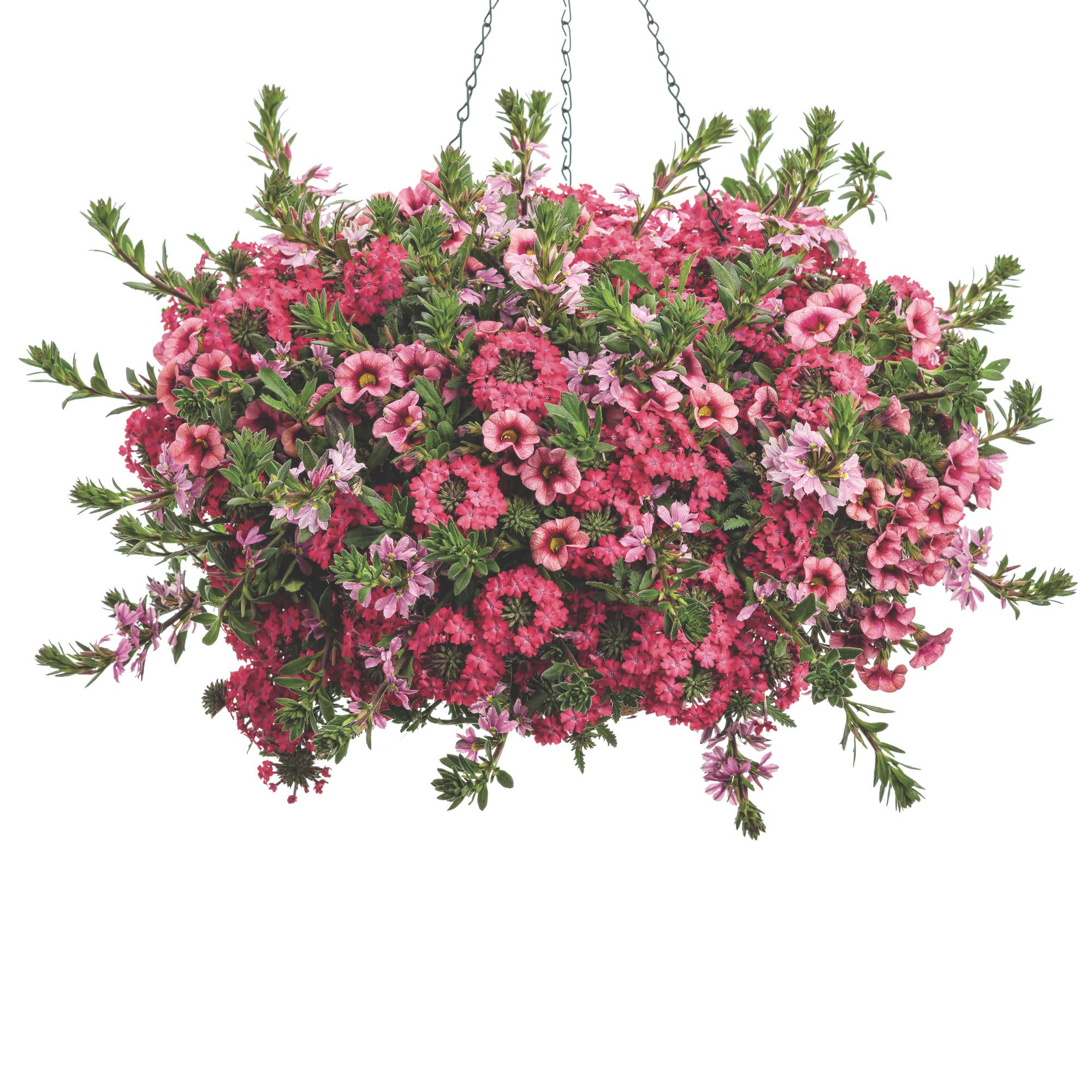 Superbells® Strawberry Punch™ Calibrachoa - Image 9