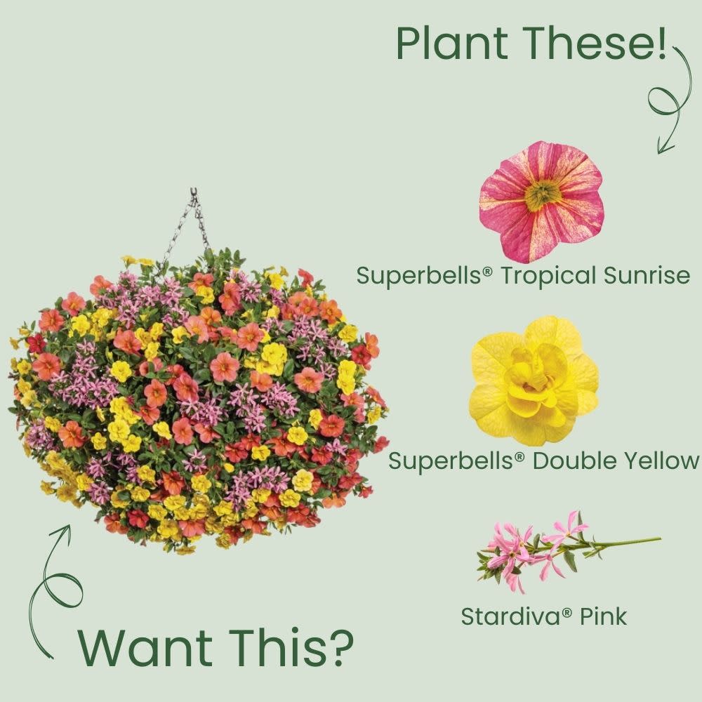 Superbells® Tropical Sunrise Calibrachoa - Image 6