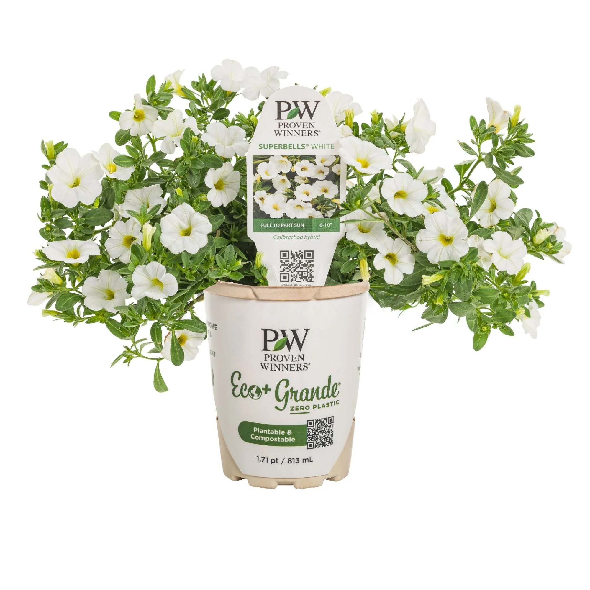 Superbells® White Calibrachoa - Image 2