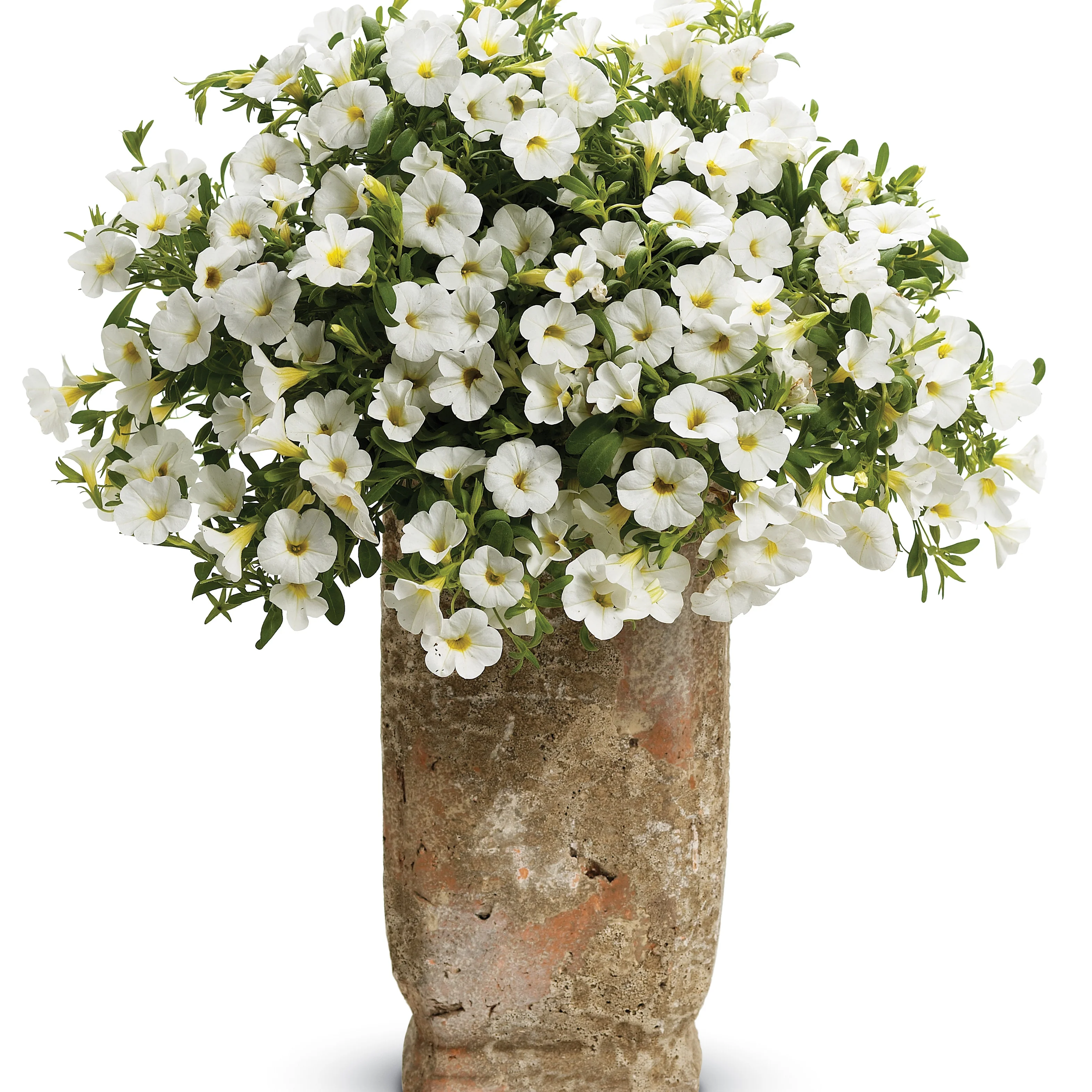 Superbells® White Calibrachoa - Image 4