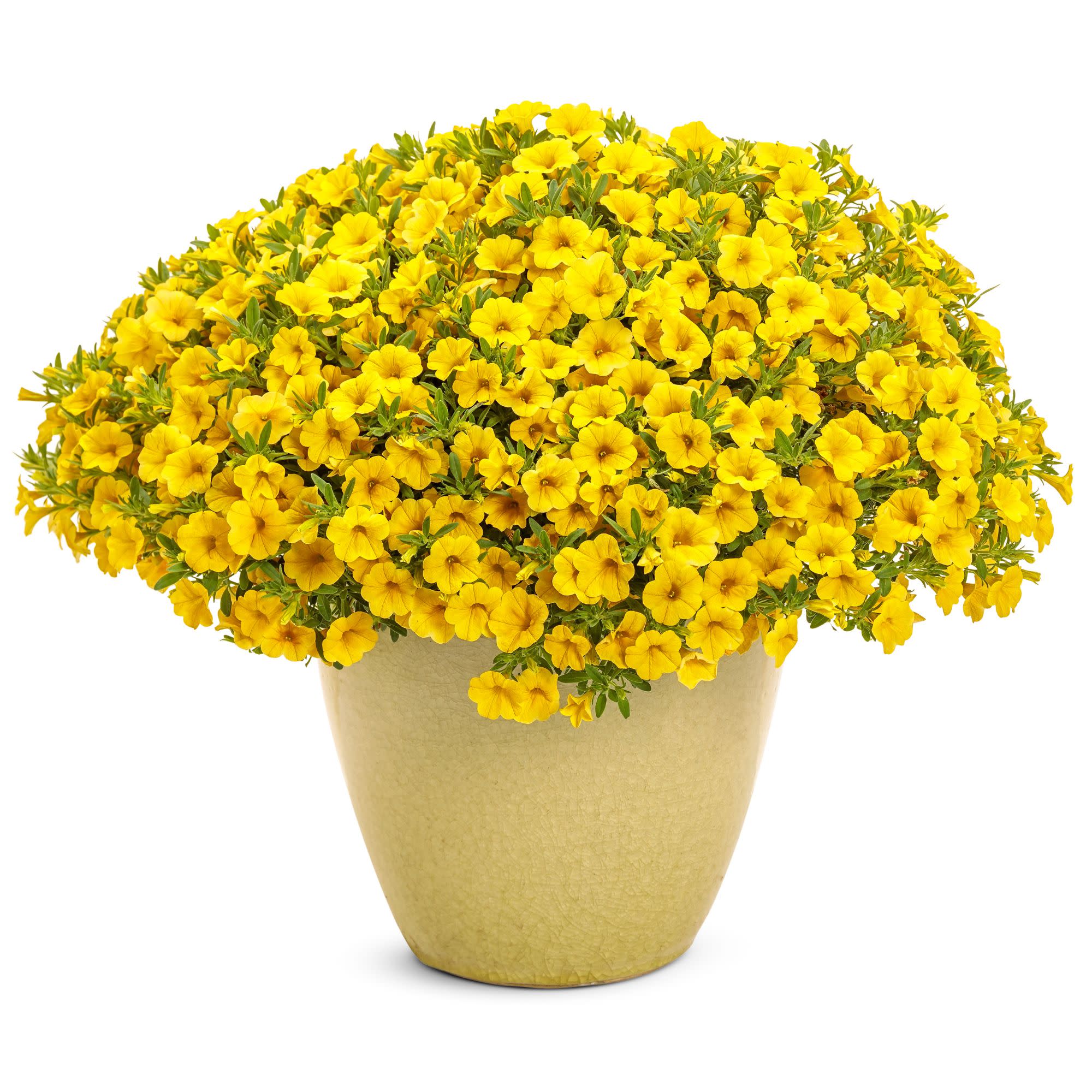 Superbells® Yellow Calibrachoa - Image 4