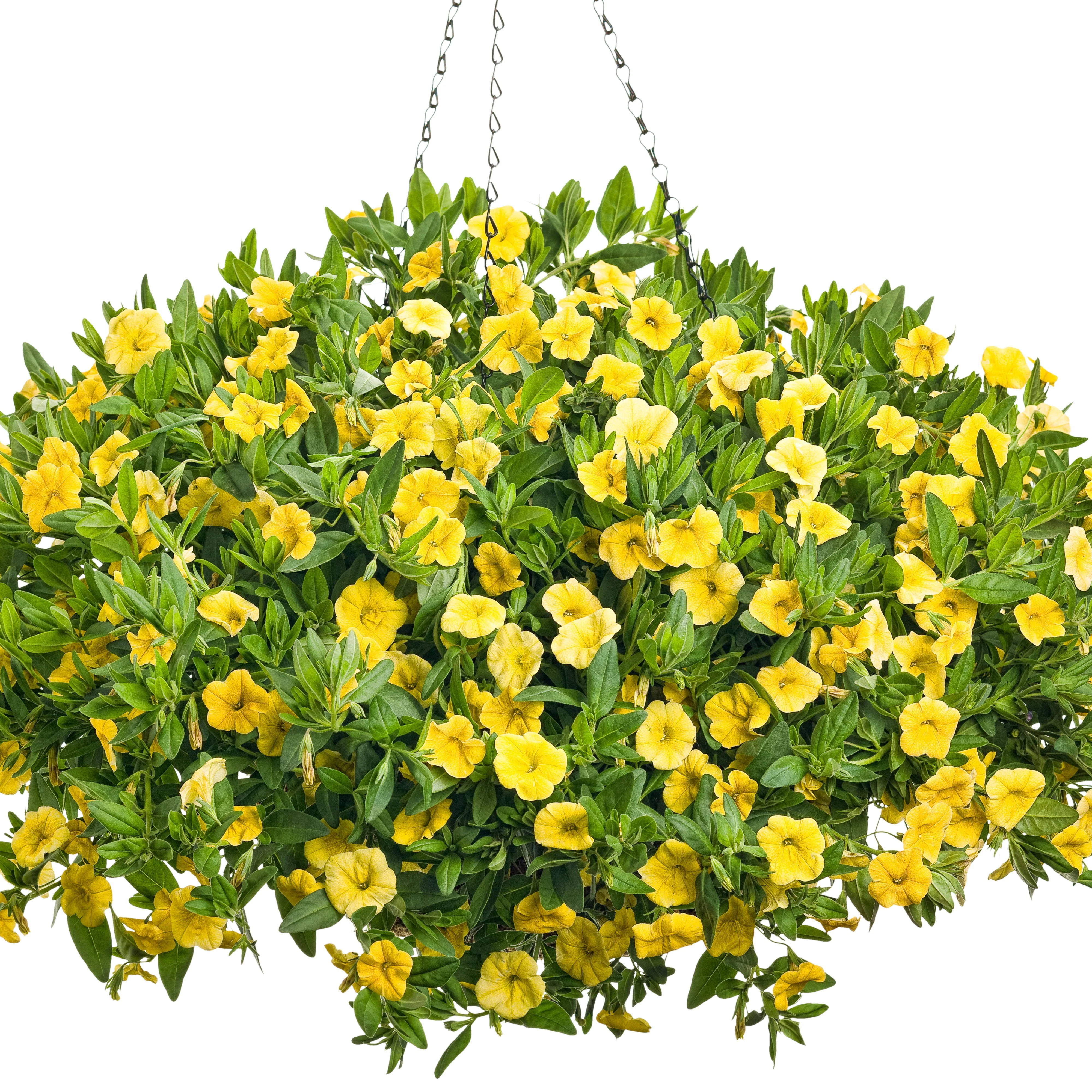 Superbells® Yellow Calibrachoa - Image 5